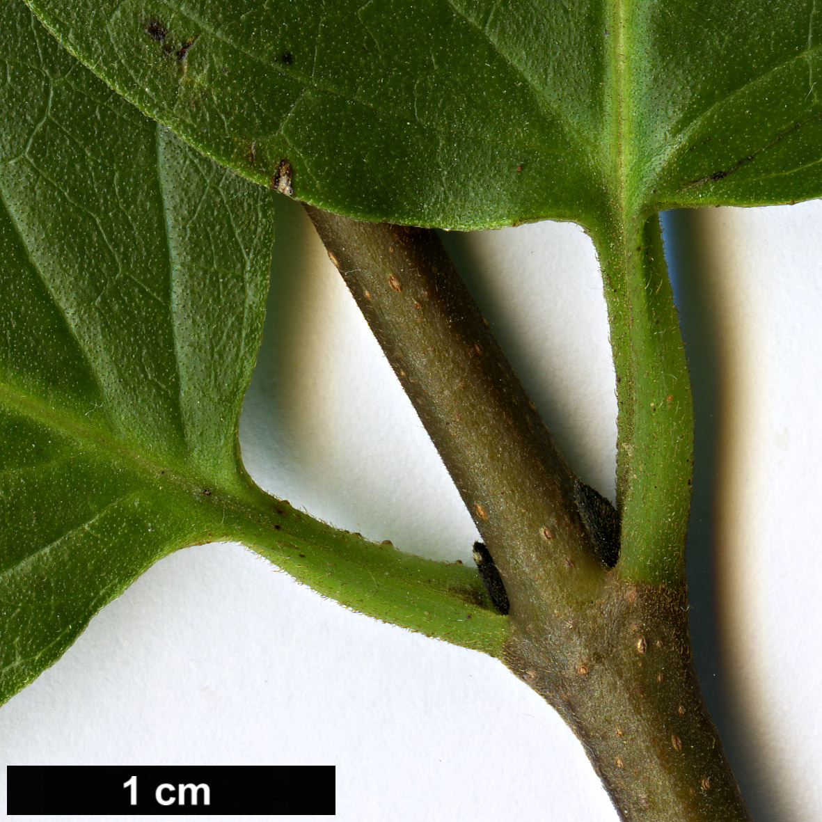 High resolution image: Family: Calycanthaceae - Genus: Calycanthus - Taxon: occidentalis