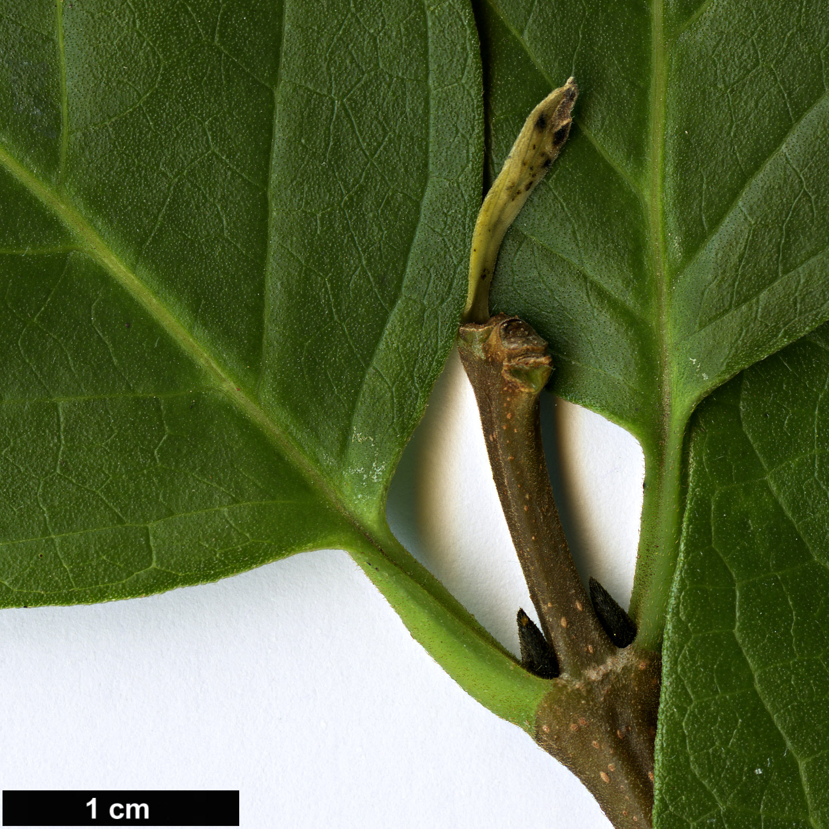 High resolution image: Family: Calycanthaceae - Genus: Calycanthus - Taxon: occidentalis