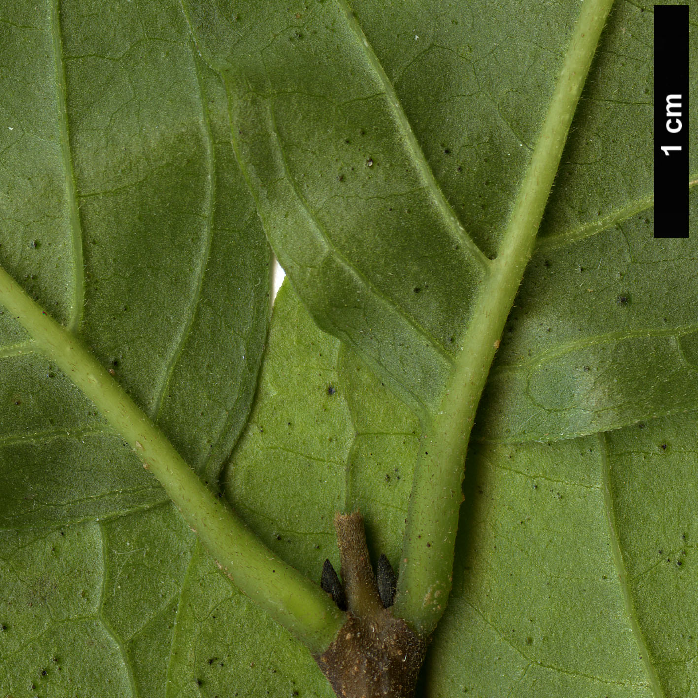 High resolution image: Family: Calycanthaceae - Genus: Calycanthus - Taxon: occidentalis