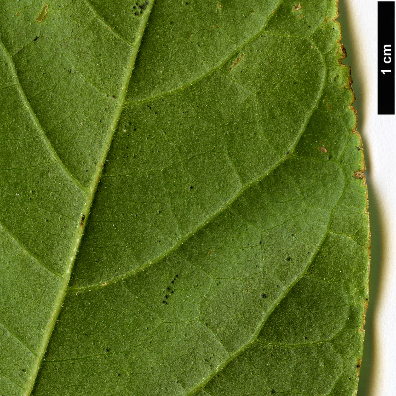 High resolution image: Family: Calycanthaceae - Genus: Calycanthus - Taxon: occidentalis