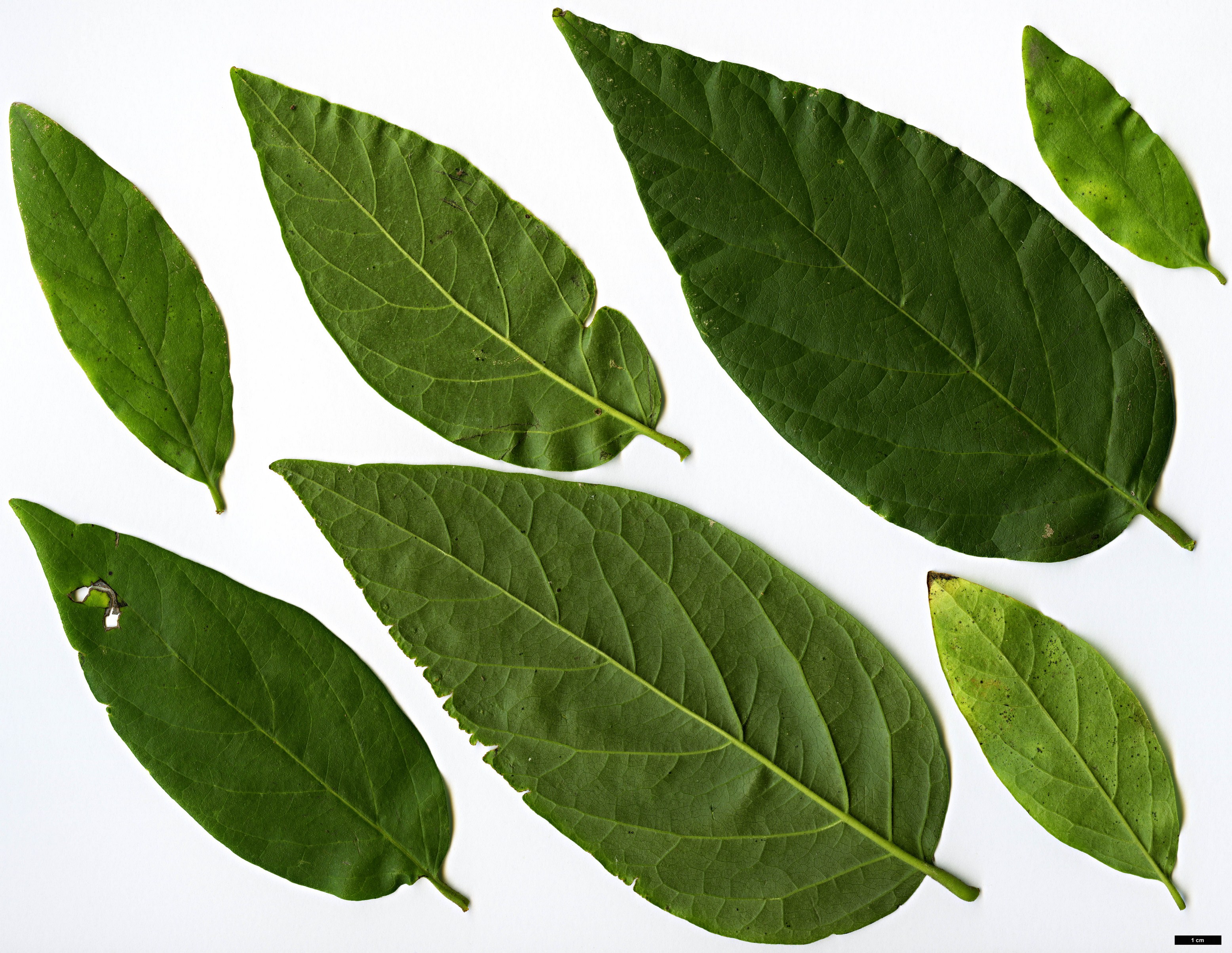 High resolution image: Family: Calycanthaceae - Genus: Calycanthus - Taxon: occidentalis