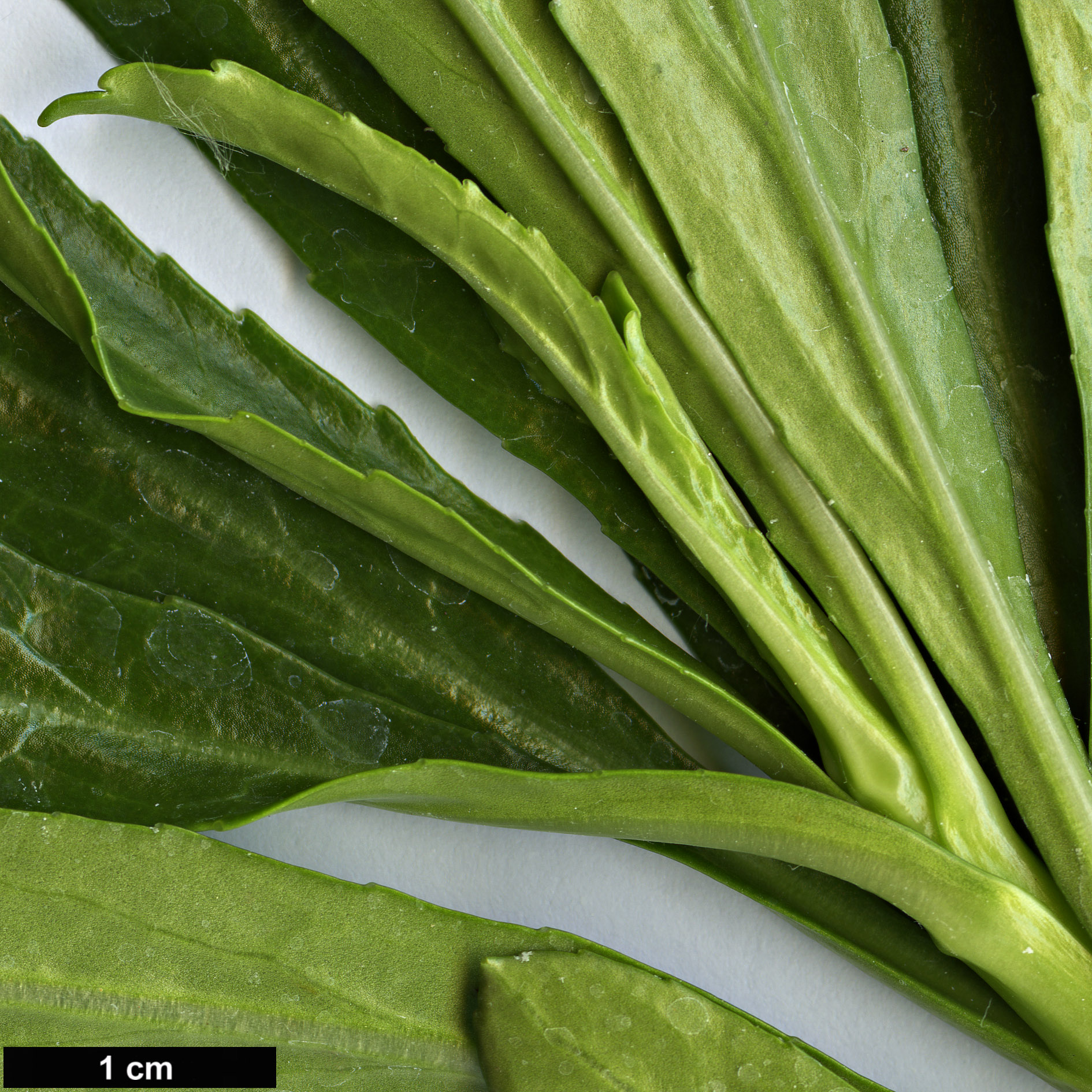 High resolution image: Family: Campanulaceae - Genus: Azorina - Taxon: vidalii
