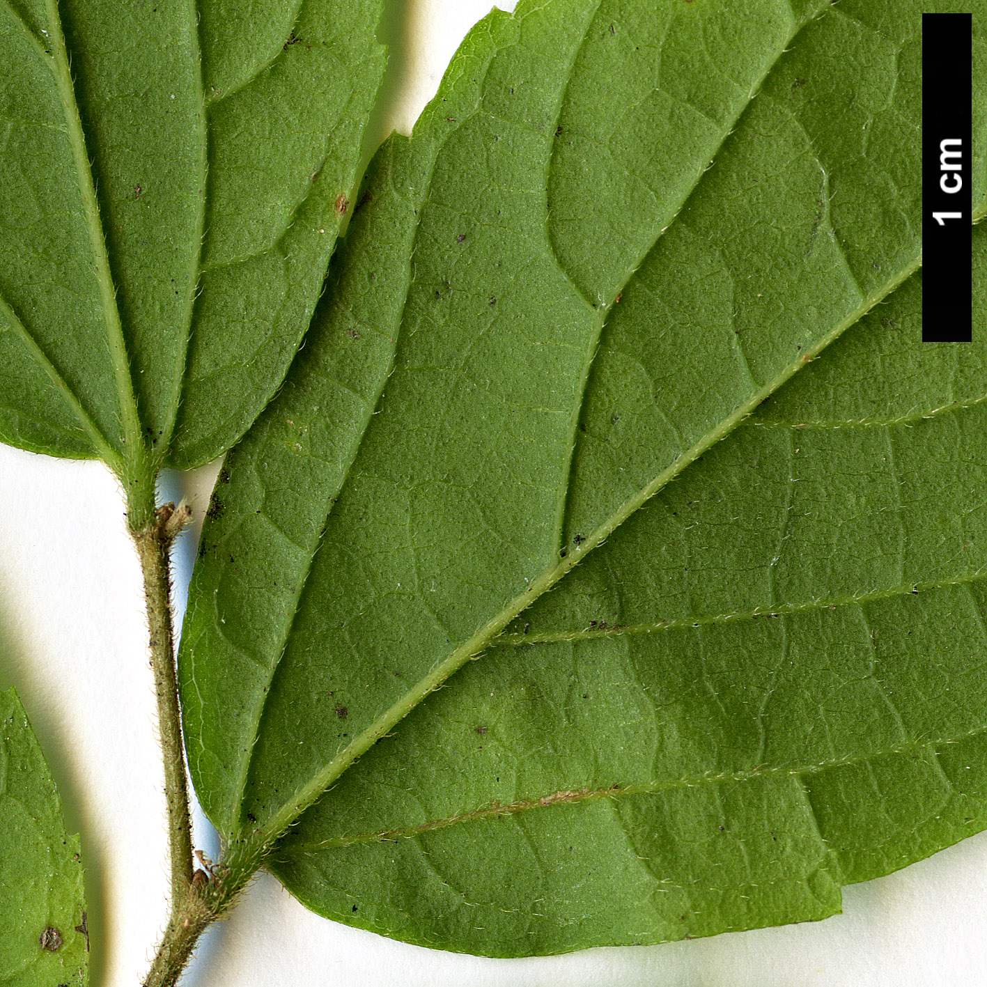 High resolution image: Family: Cannabaceae - Genus: Celtis - Taxon: africana