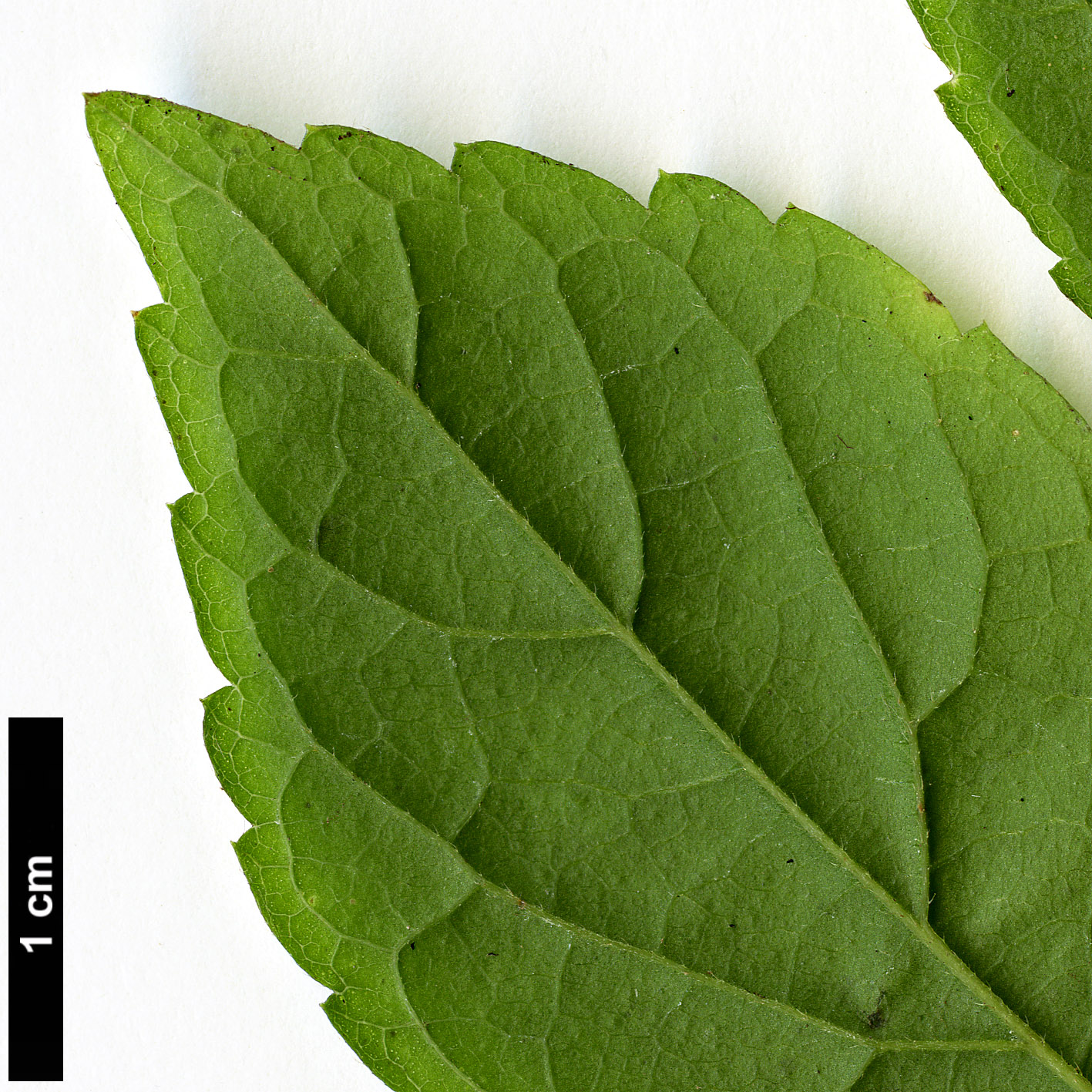 High resolution image: Family: Cannabaceae - Genus: Celtis - Taxon: africana