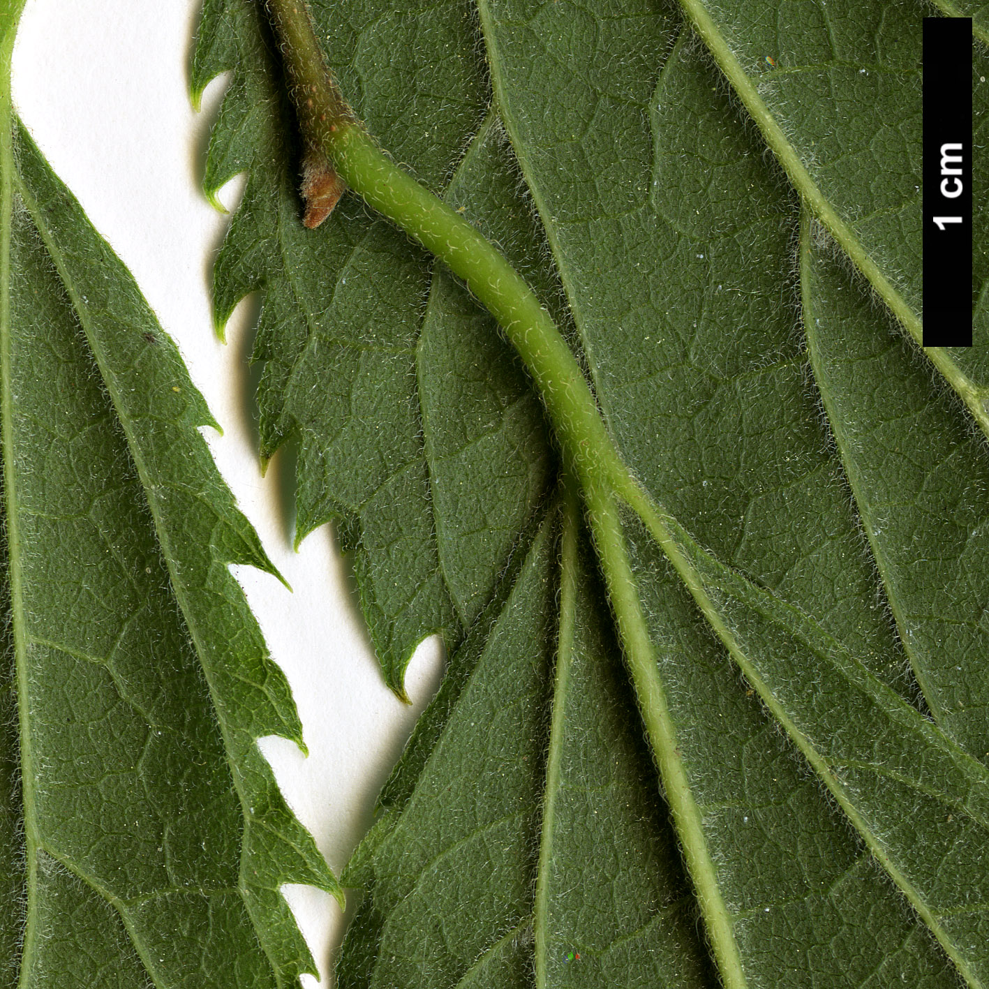 High resolution image: Family: Cannabaceae - Genus: Celtis - Taxon: australis