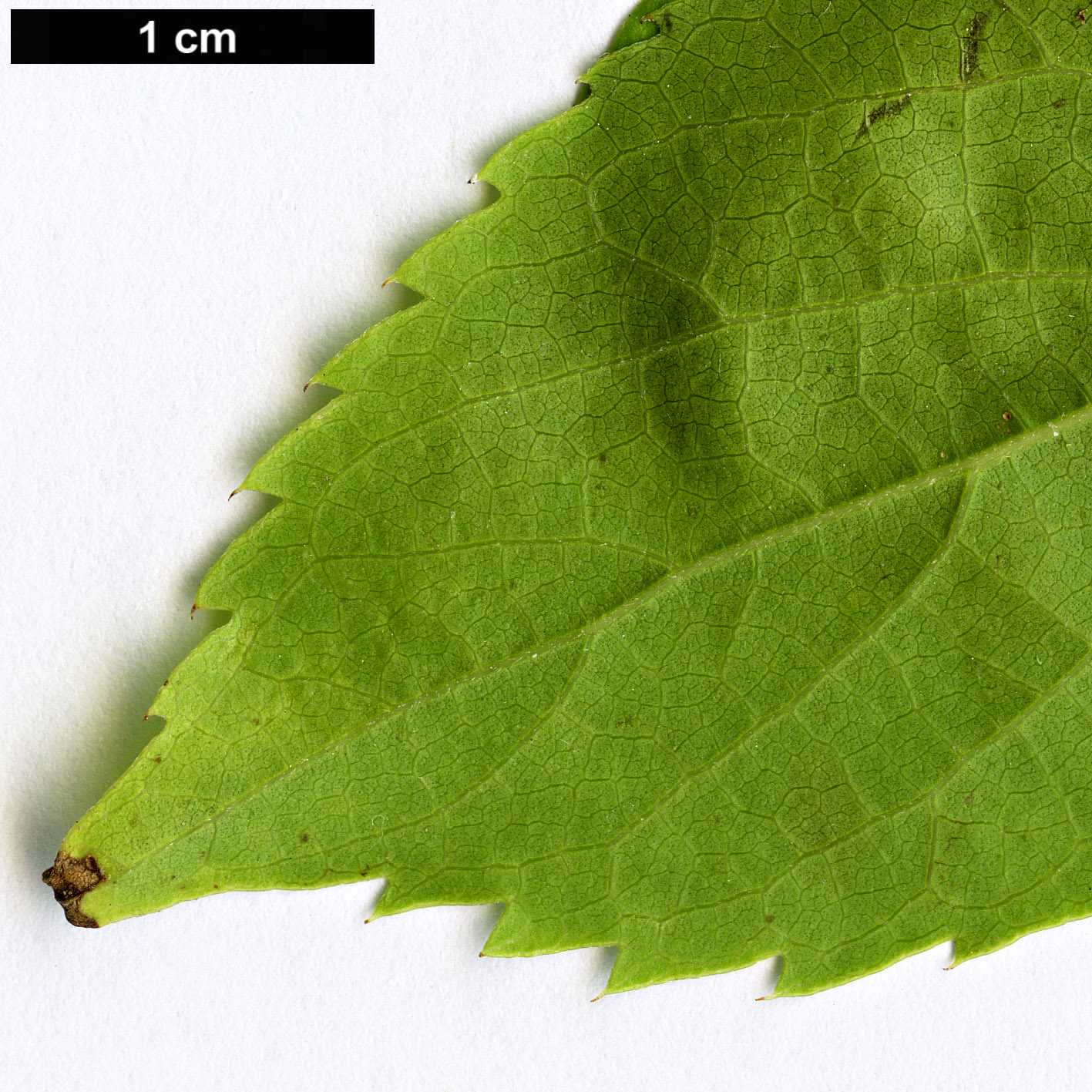 High resolution image: Family: Cannabaceae - Genus: Celtis - Taxon: biondii