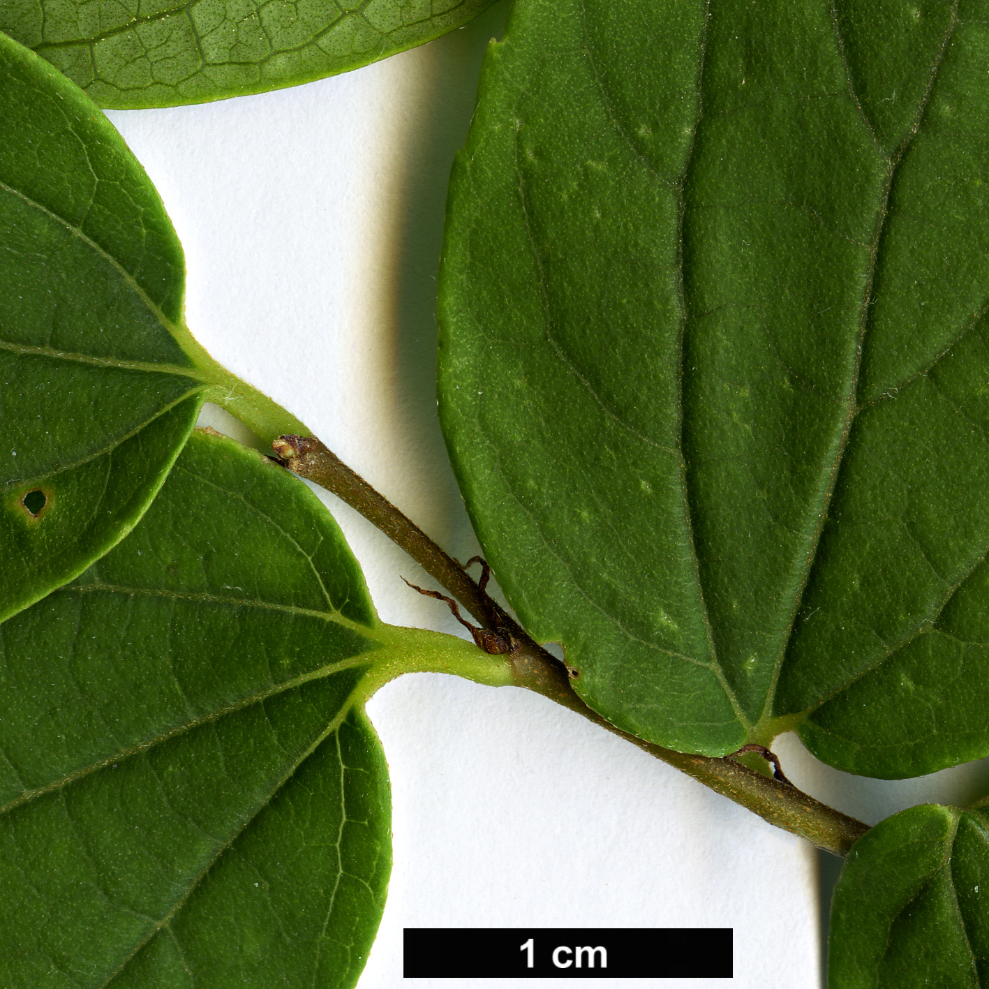 High resolution image: Family: Cannabaceae - Genus: Celtis - Taxon: bungeana