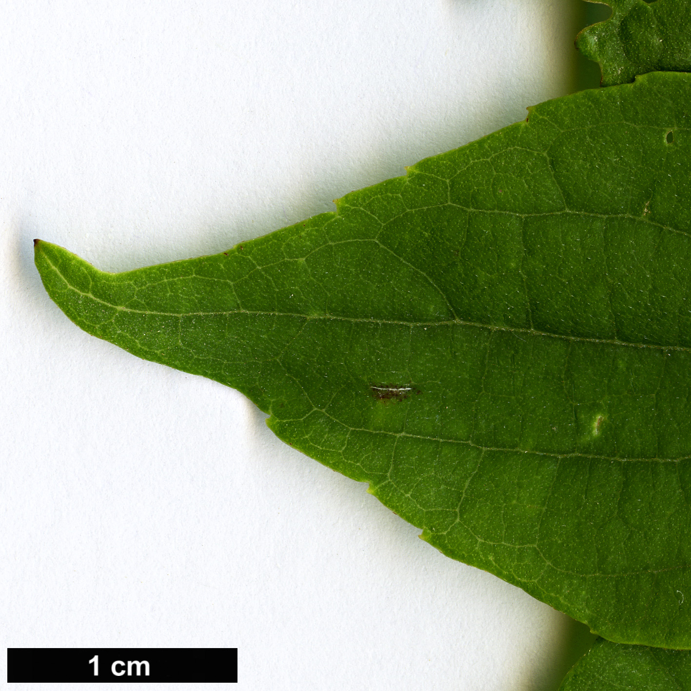 High resolution image: Family: Cannabaceae - Genus: Celtis - Taxon: bungeana