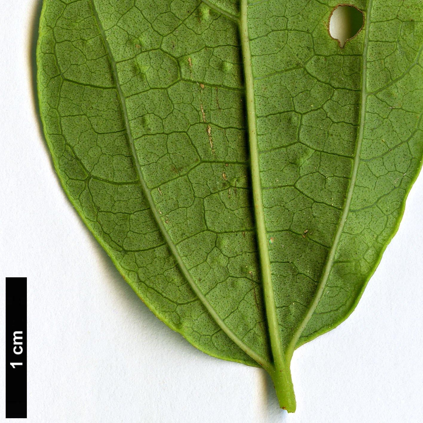 High resolution image: Family: Cannabaceae - Genus: Celtis - Taxon: bungeana