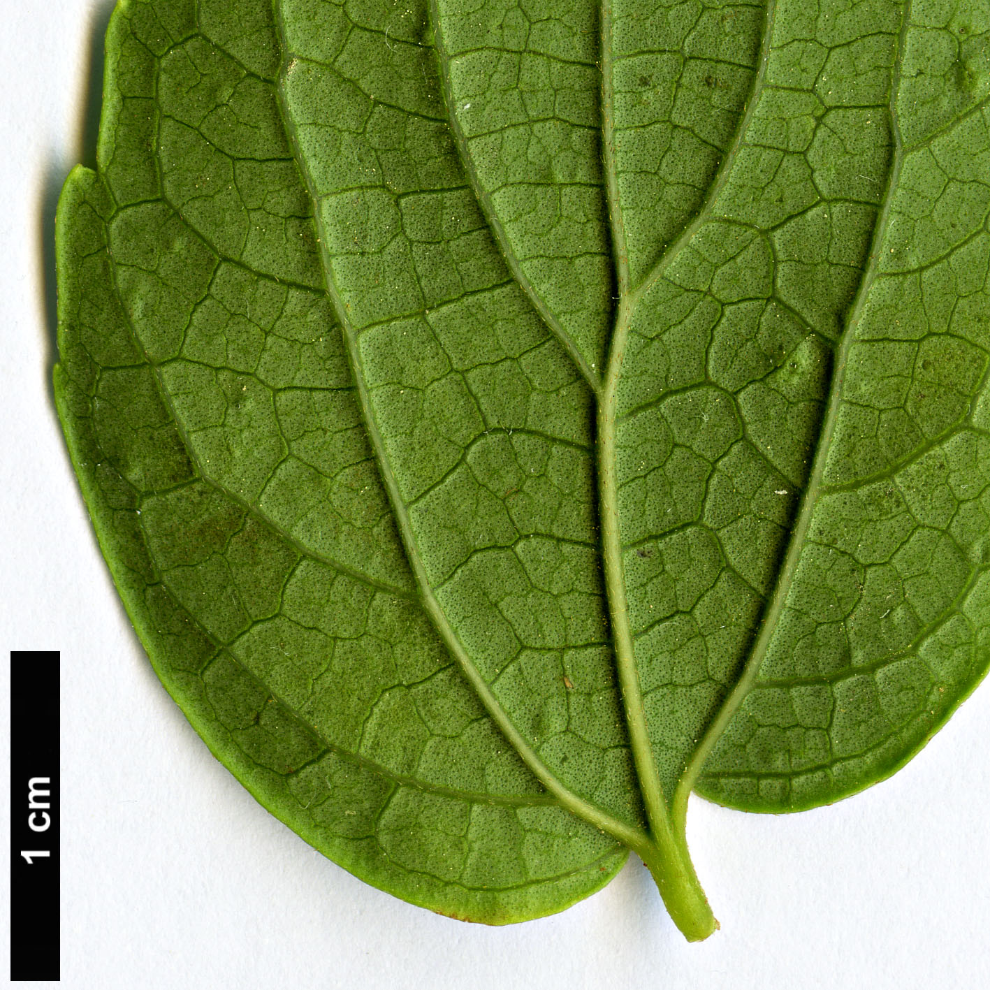 High resolution image: Family: Cannabaceae - Genus: Celtis - Taxon: bungeana