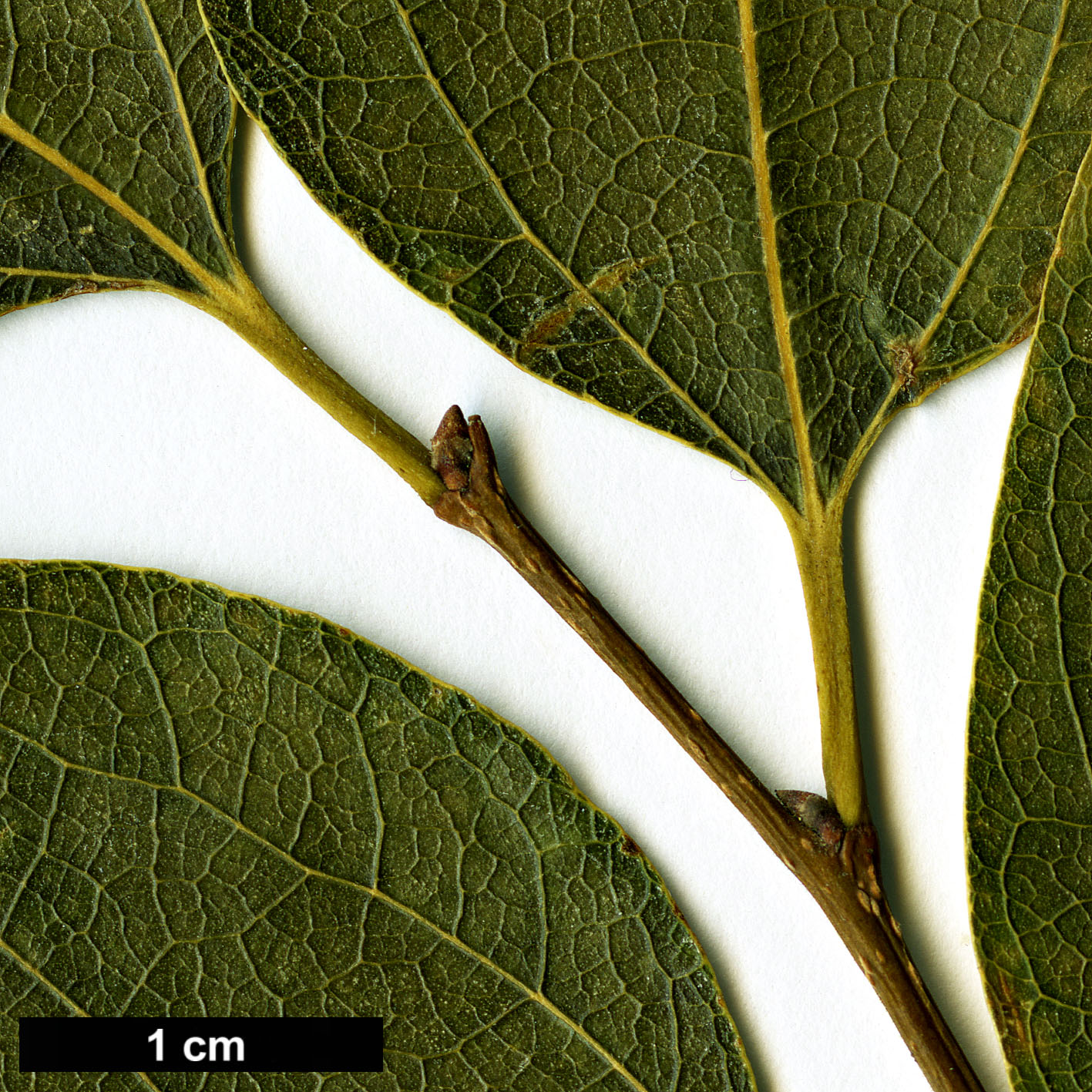 High resolution image: Family: Cannabaceae - Genus: Celtis - Taxon: bungeana