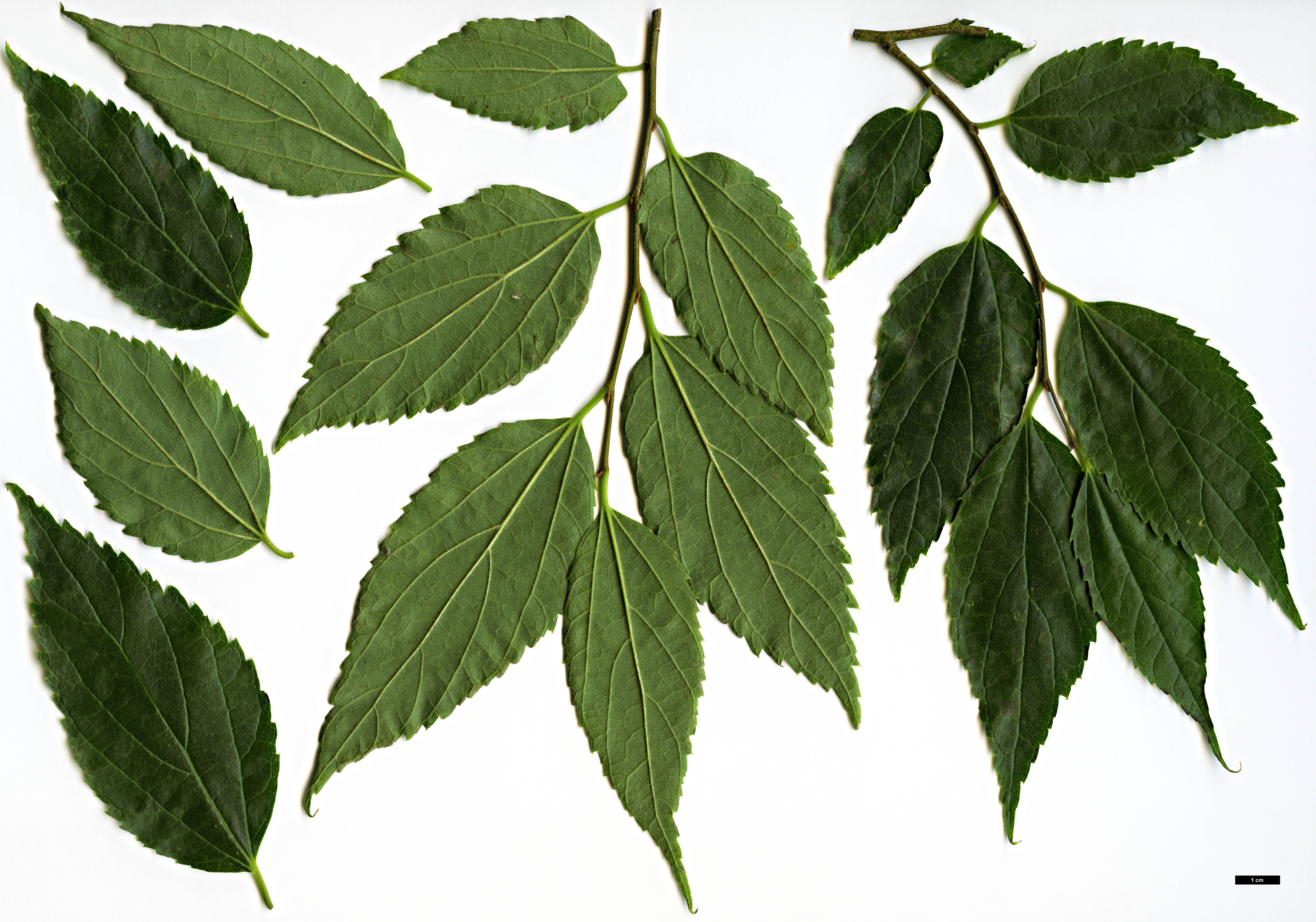 High resolution image: Family: Cannabaceae - Genus: Celtis - Taxon: caucasica