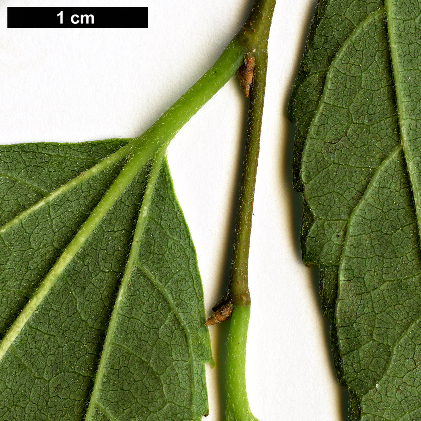 High resolution image: Family: Cannabaceae - Genus: Celtis - Taxon: caucasica