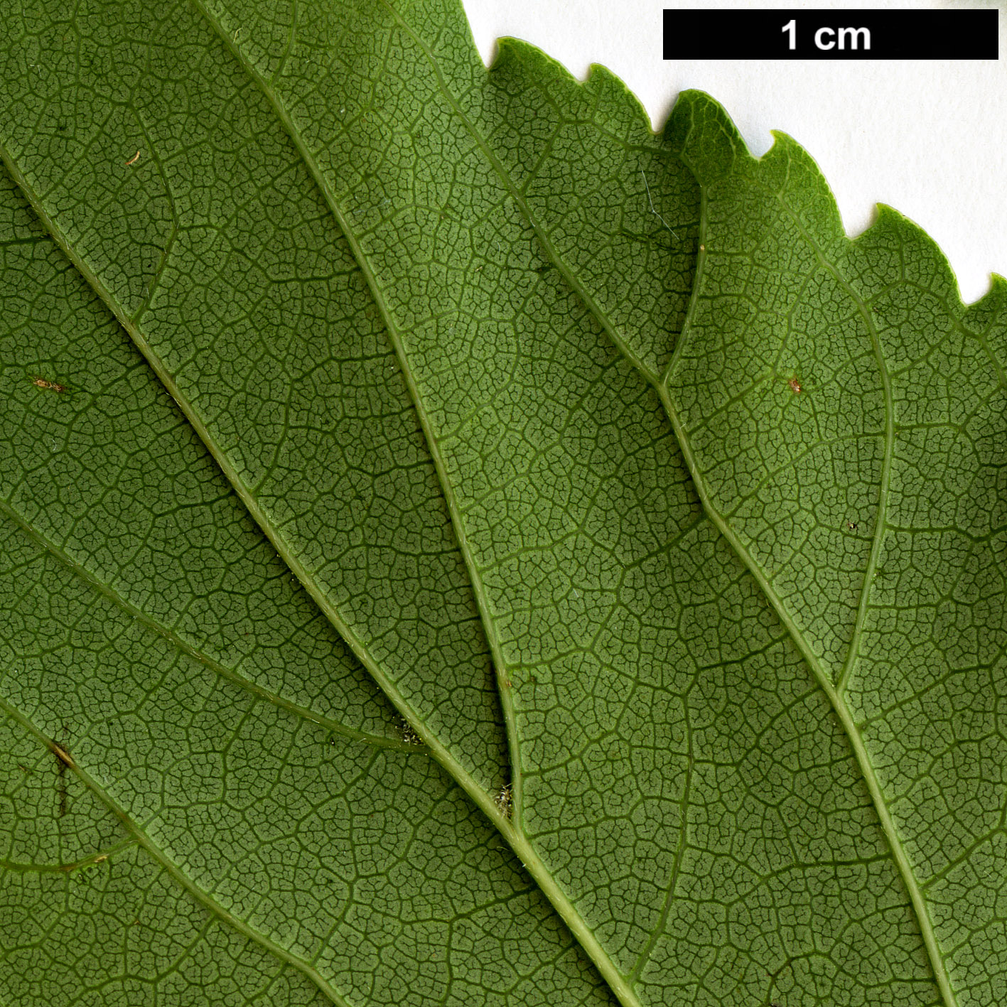 High resolution image: Family: Cannabaceae - Genus: Celtis - Taxon: choseniana