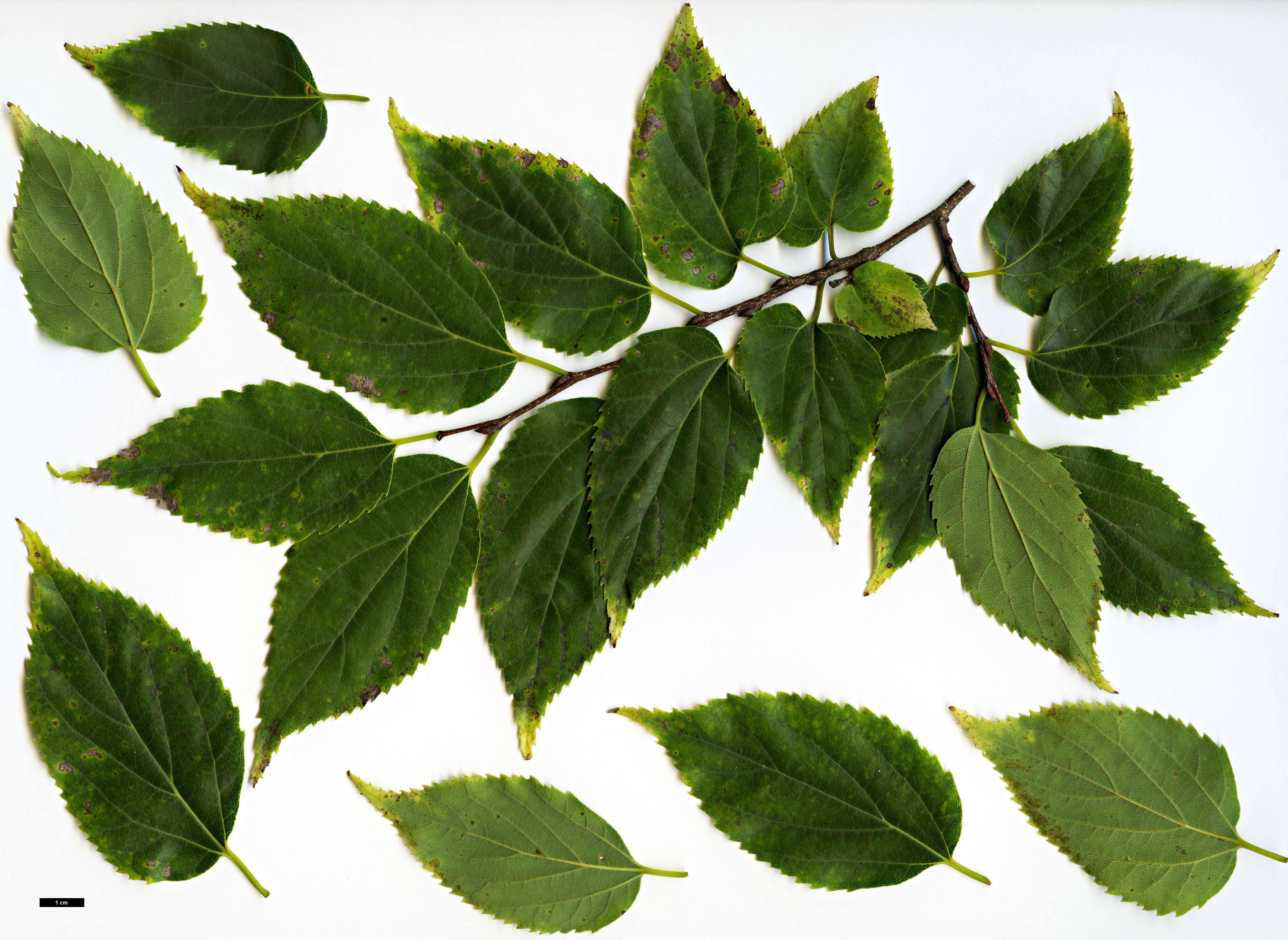 High resolution image: Family: Cannabaceae - Genus: Celtis - Taxon: choseniana