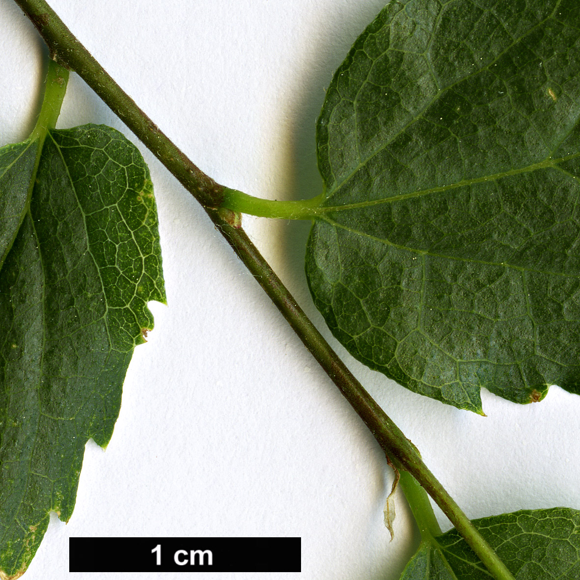 High resolution image: Family: Cannabaceae - Genus: Celtis - Taxon: glabrata