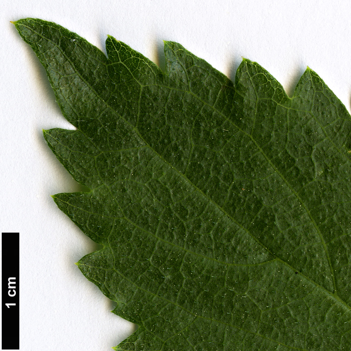 High resolution image: Family: Cannabaceae - Genus: Celtis - Taxon: glabrata