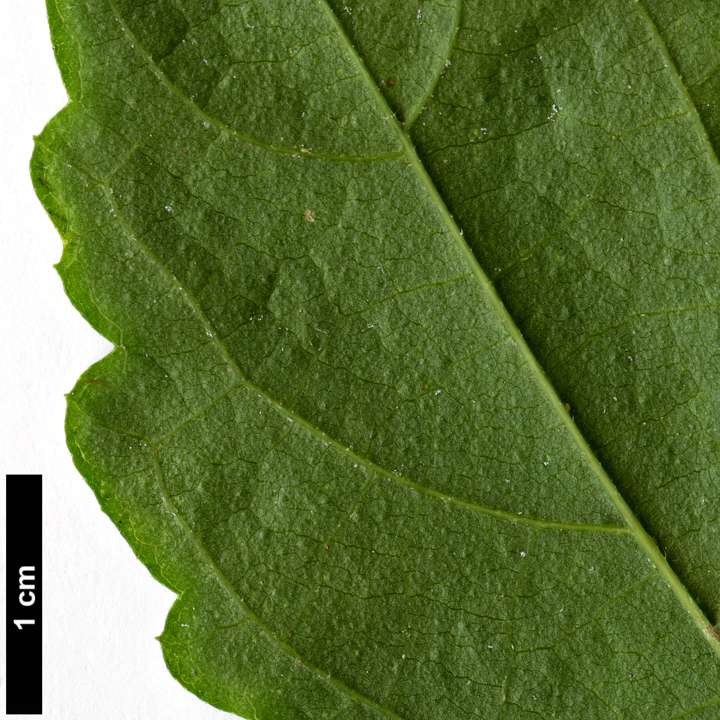 High resolution image: Family: Cannabaceae - Genus: Celtis - Taxon: glabrata