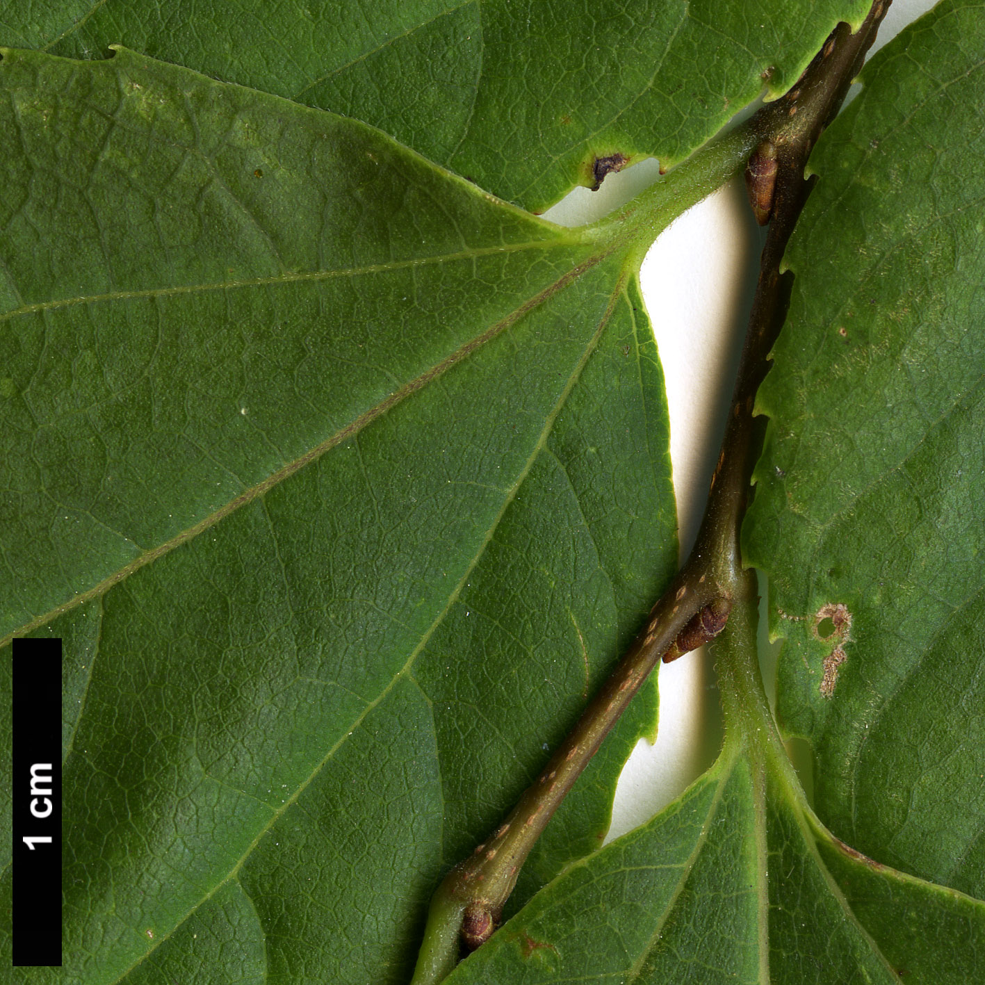 High resolution image: Family: Cannabaceae - Genus: Celtis - Taxon: jessoensis