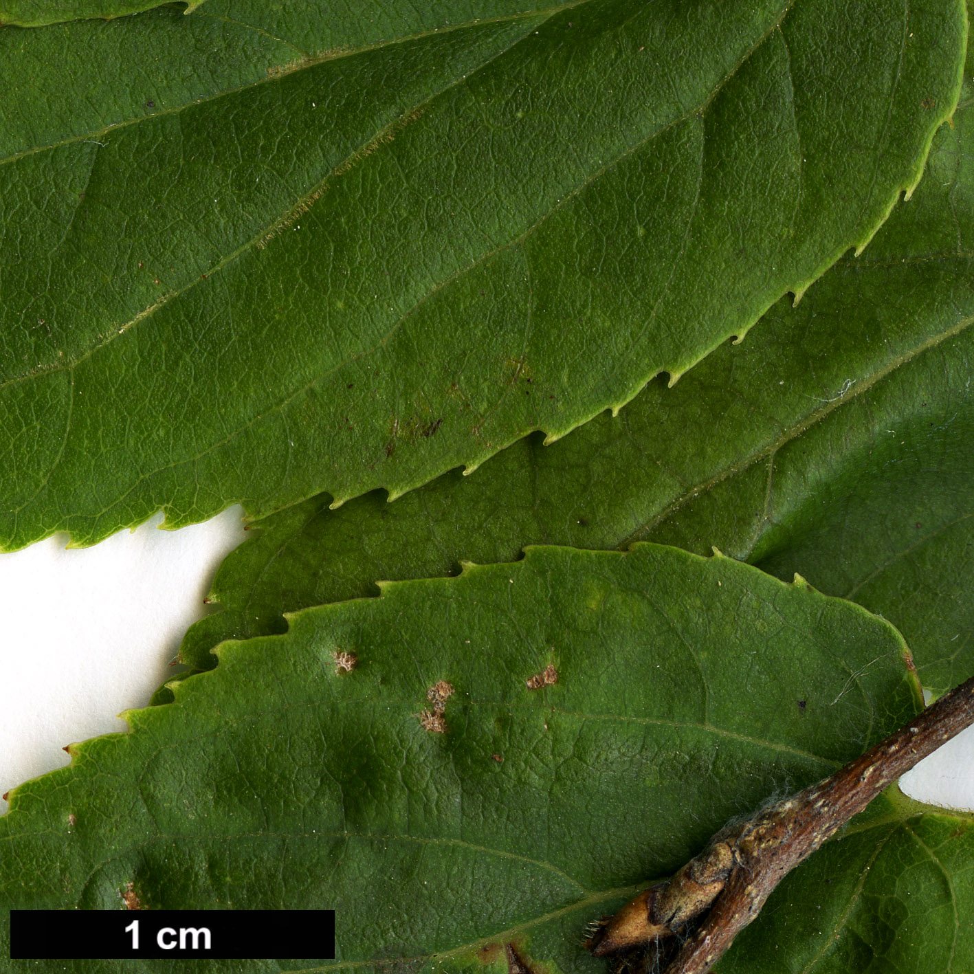 High resolution image: Family: Cannabaceae - Genus: Celtis - Taxon: jessoensis