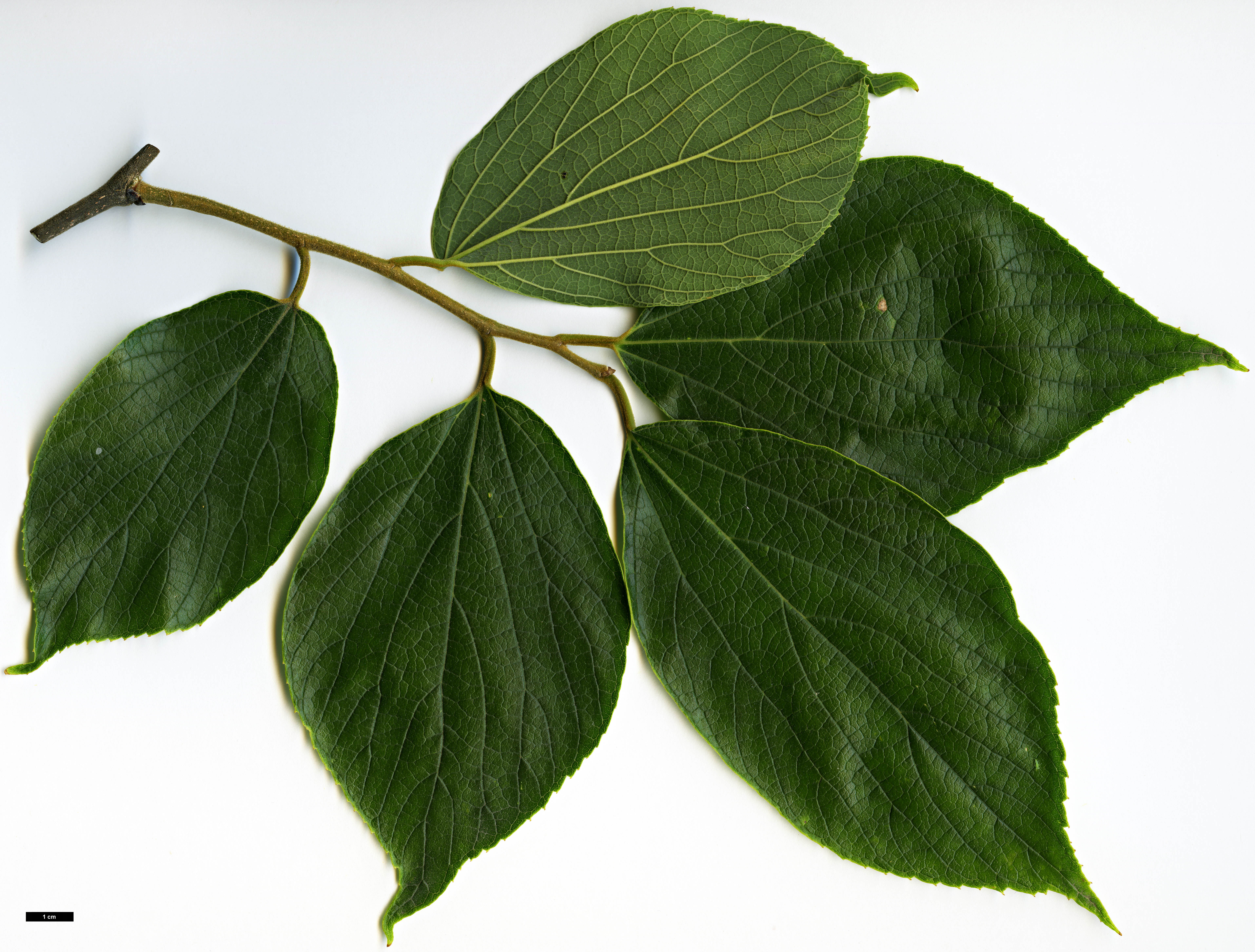 High resolution image: Family: Cannabaceae - Genus: Celtis - Taxon: julianae