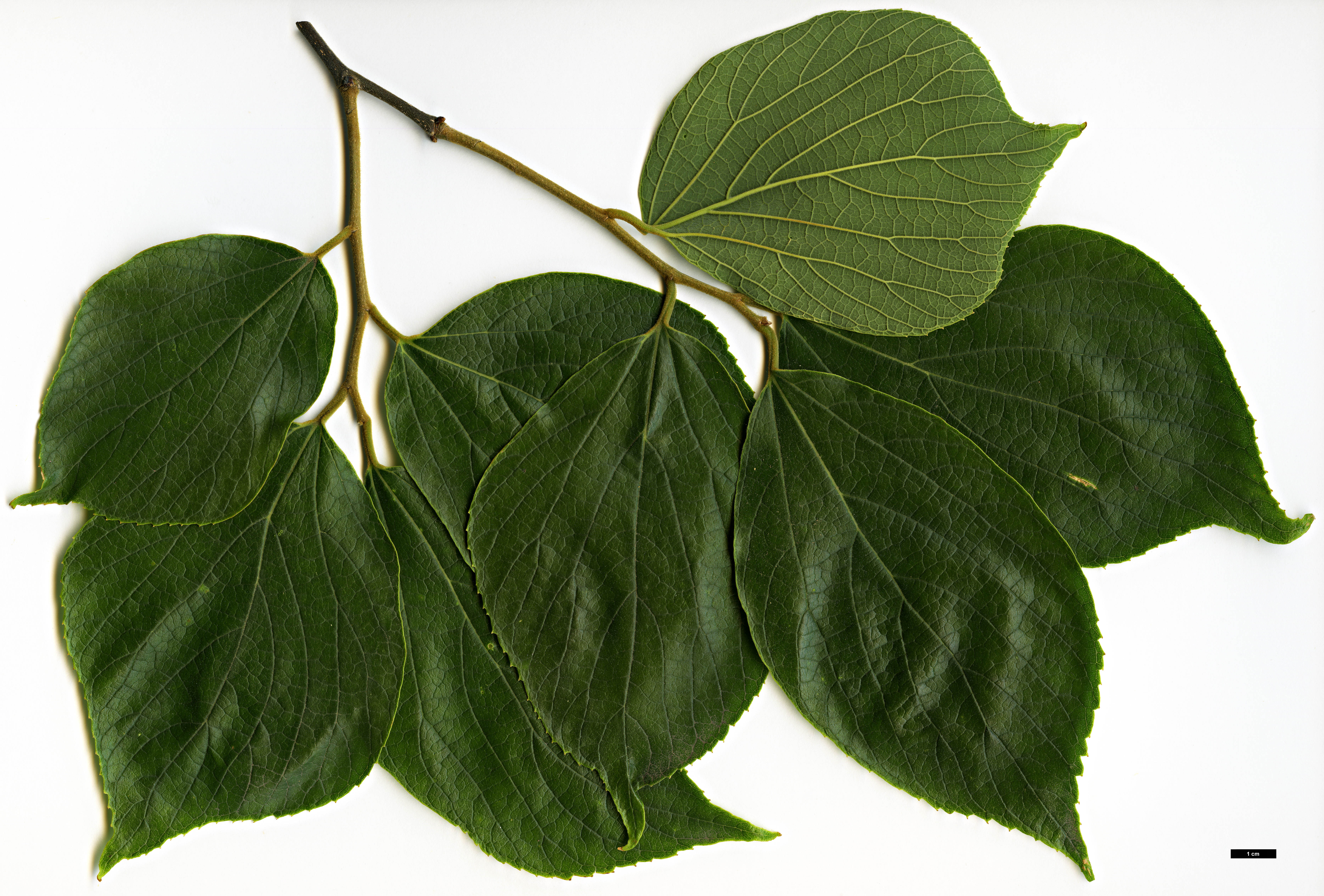 High resolution image: Family: Cannabaceae - Genus: Celtis - Taxon: julianae