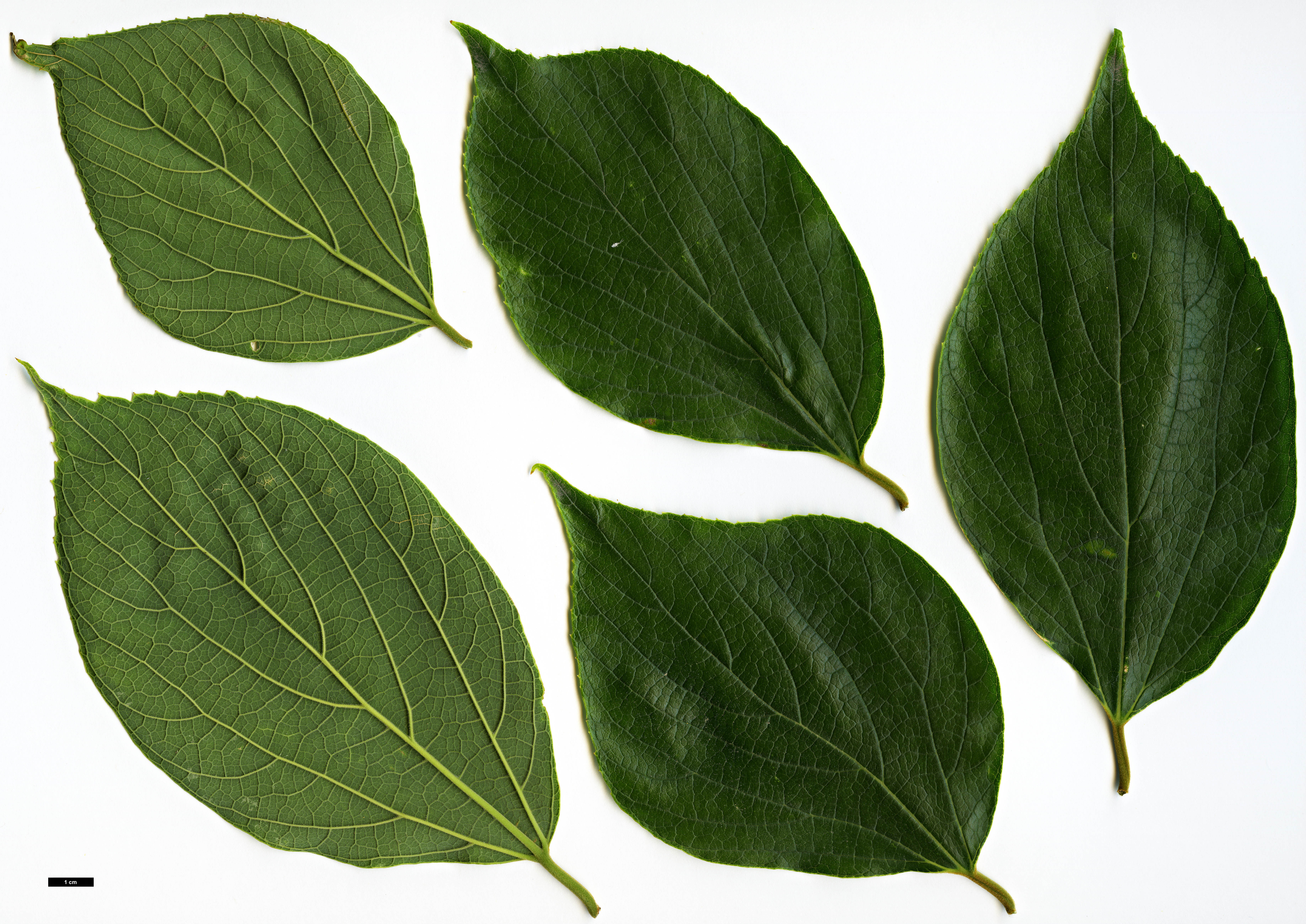 High resolution image: Family: Cannabaceae - Genus: Celtis - Taxon: julianae