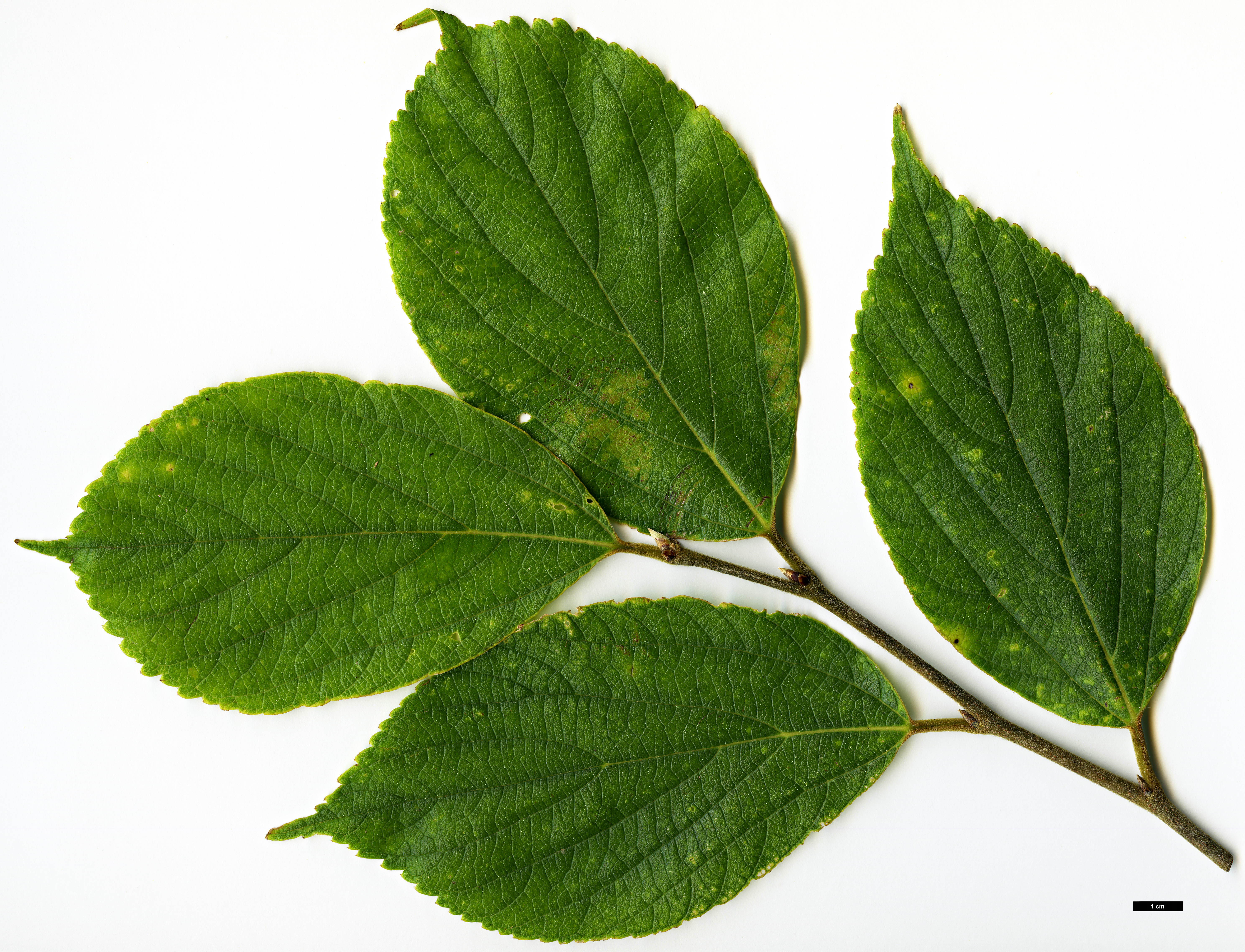 High resolution image: Family: Cannabaceae - Genus: Celtis - Taxon: julianae