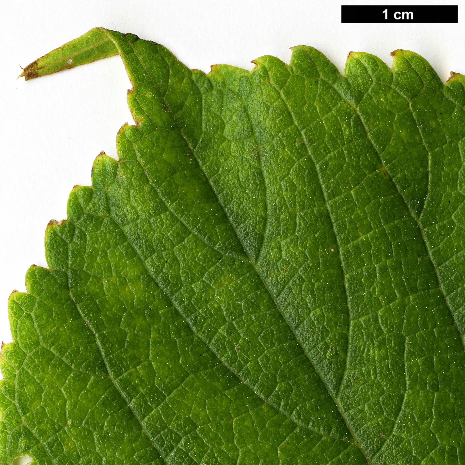 High resolution image: Family: Cannabaceae - Genus: Celtis - Taxon: julianae