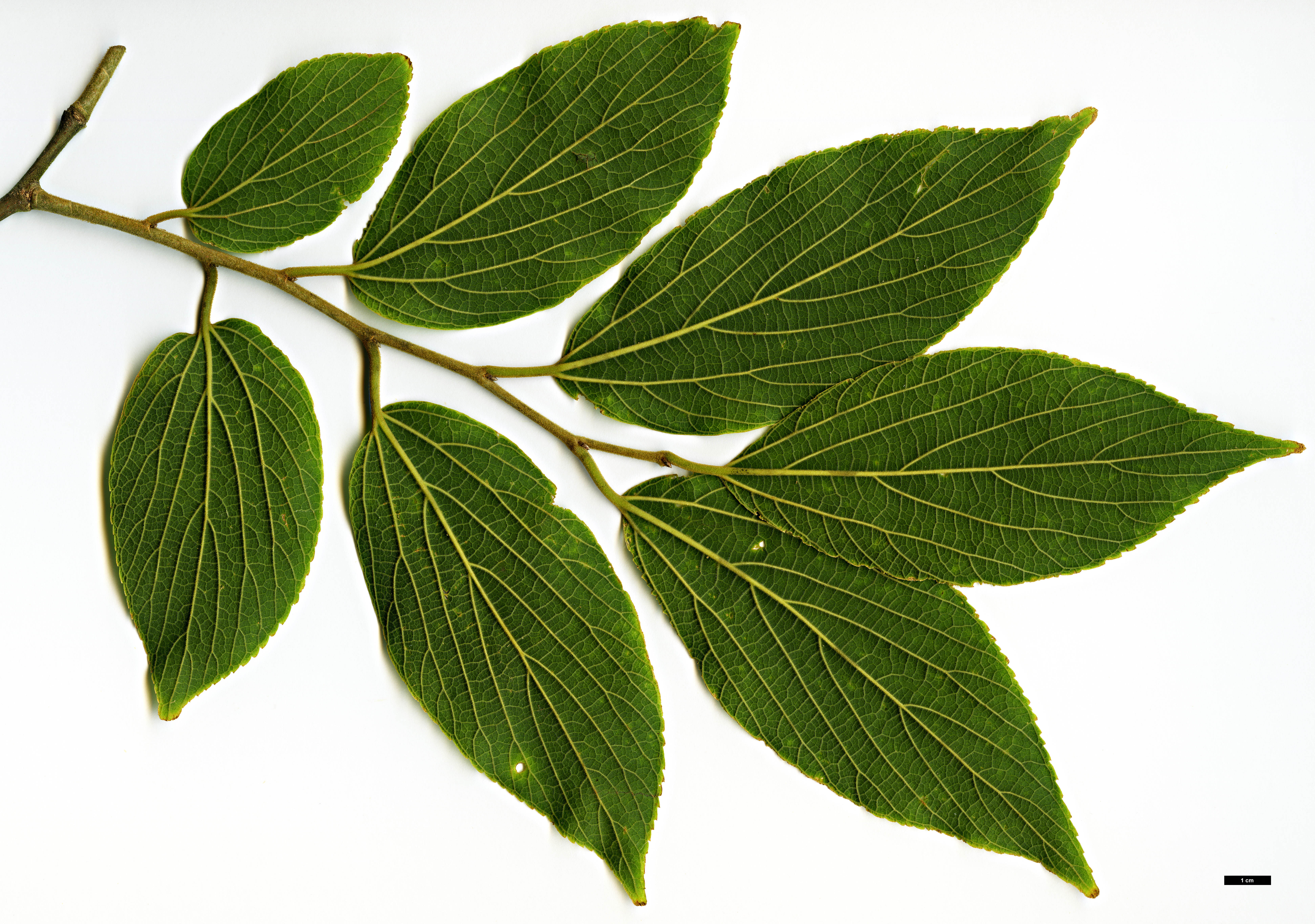 High resolution image: Family: Cannabaceae - Genus: Celtis - Taxon: julianae