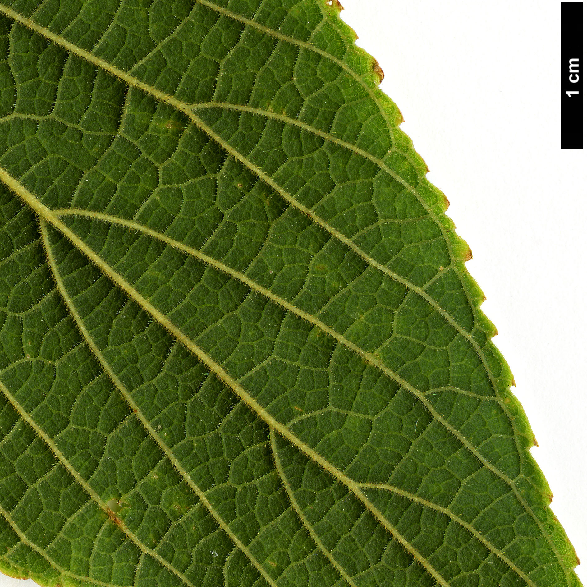 High resolution image: Family: Cannabaceae - Genus: Celtis - Taxon: julianae