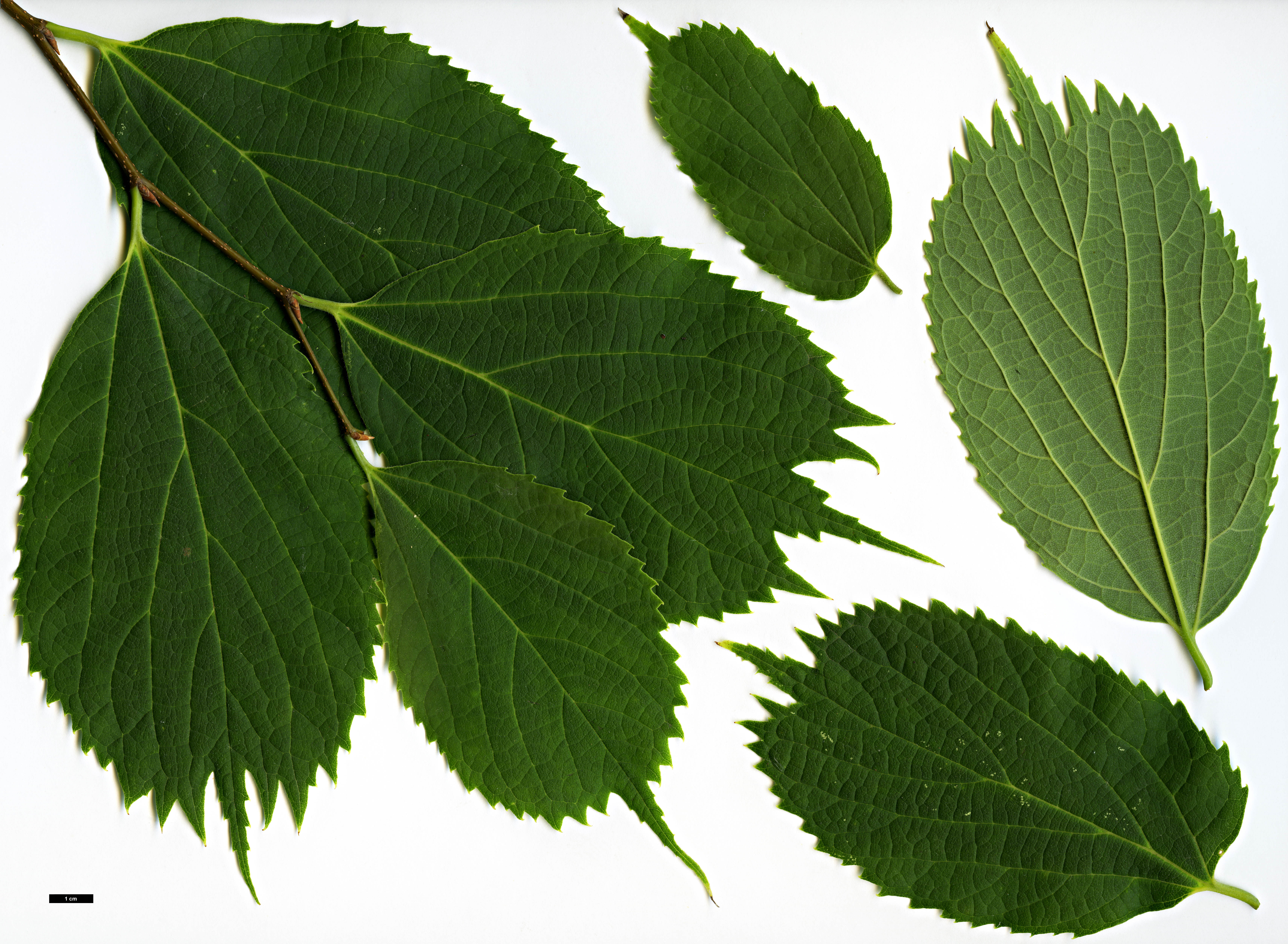 High resolution image: Family: Cannabaceae - Genus: Celtis - Taxon: koraiensis