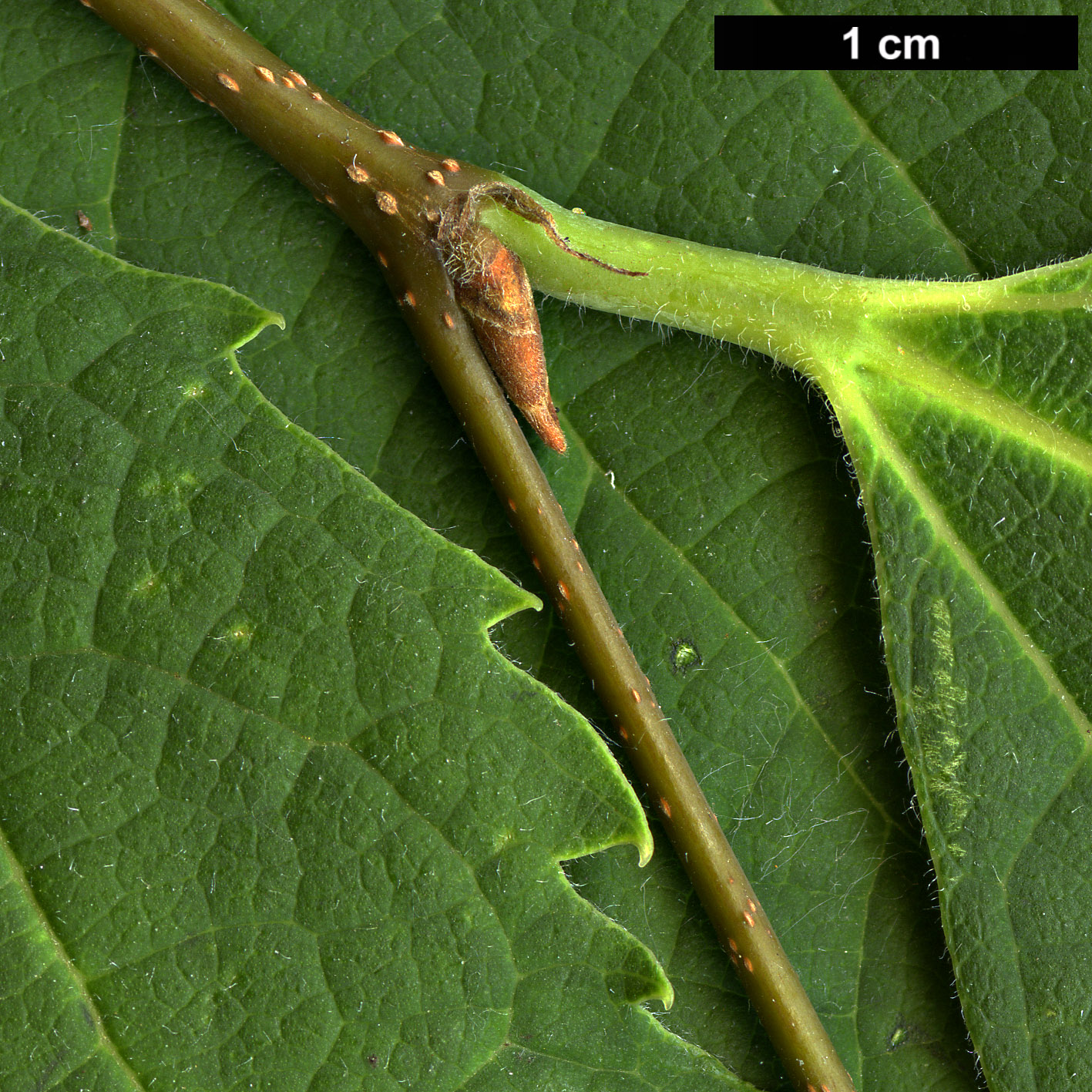 High resolution image: Family: Cannabaceae - Genus: Celtis - Taxon: koraiensis