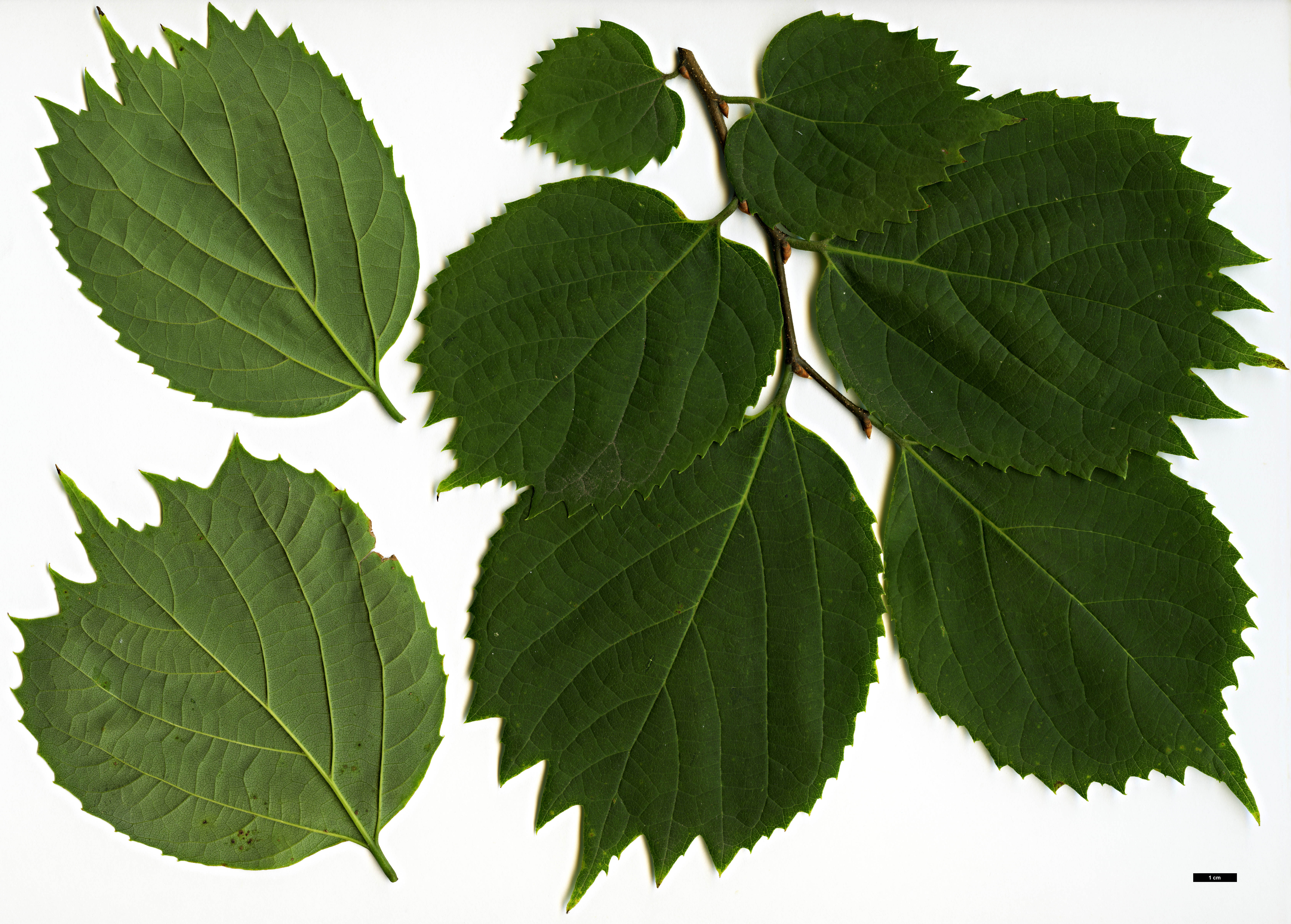 High resolution image: Family: Cannabaceae - Genus: Celtis - Taxon: koraiensis