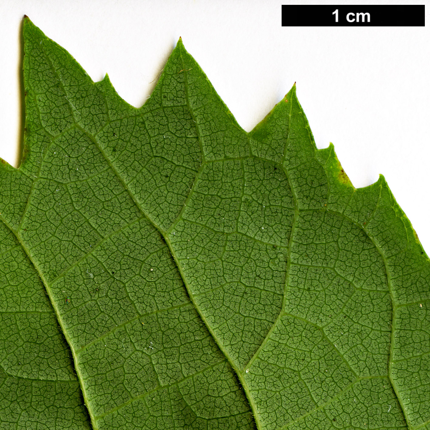 High resolution image: Family: Cannabaceae - Genus: Celtis - Taxon: koraiensis