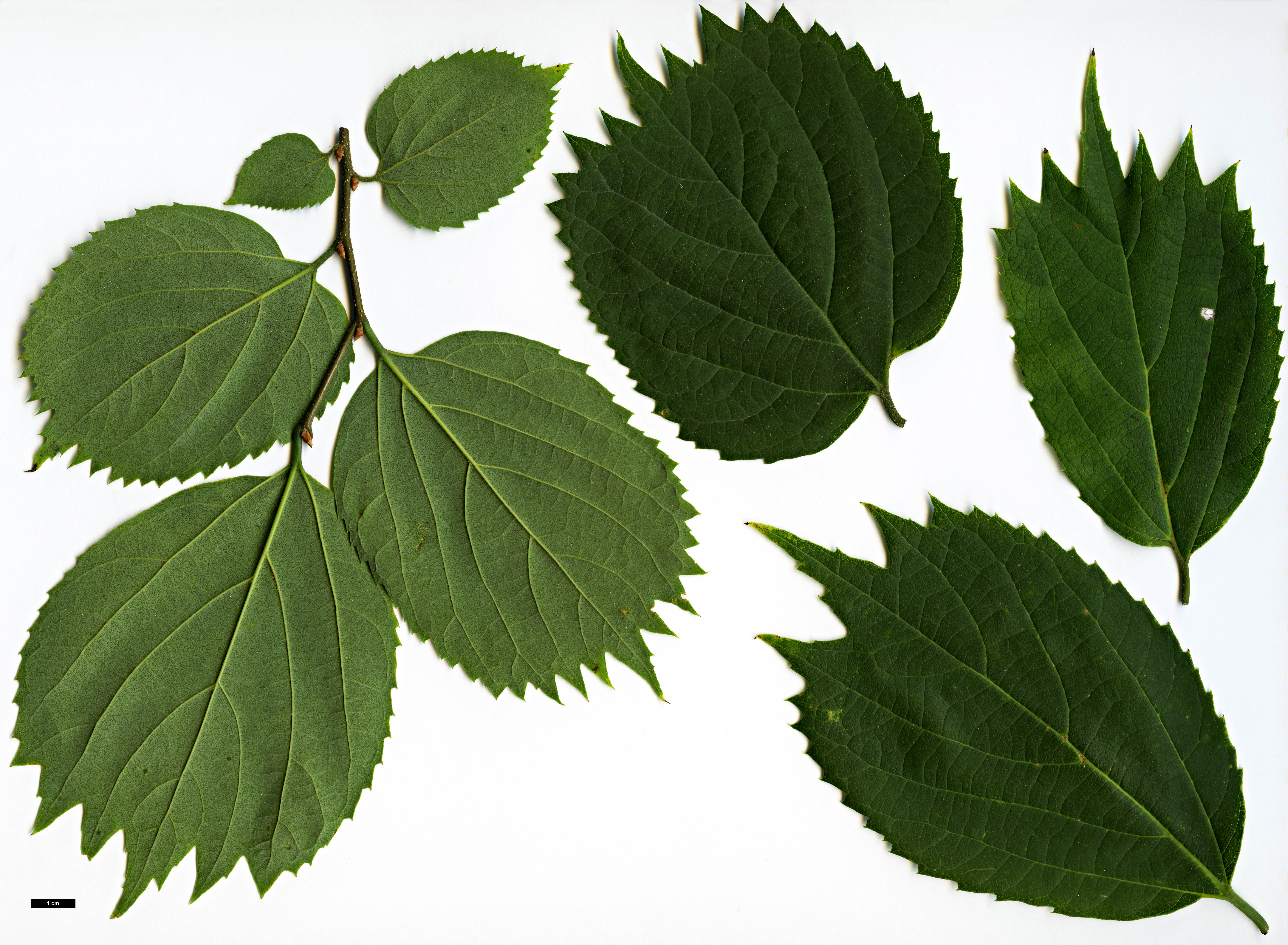 High resolution image: Family: Cannabaceae - Genus: Celtis - Taxon: koraiensis