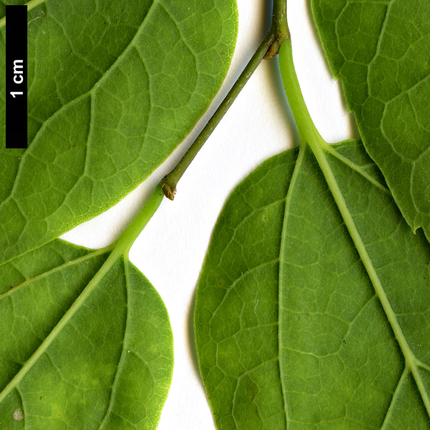 High resolution image: Family: Cannabaceae - Genus: Celtis - Taxon: laevigata