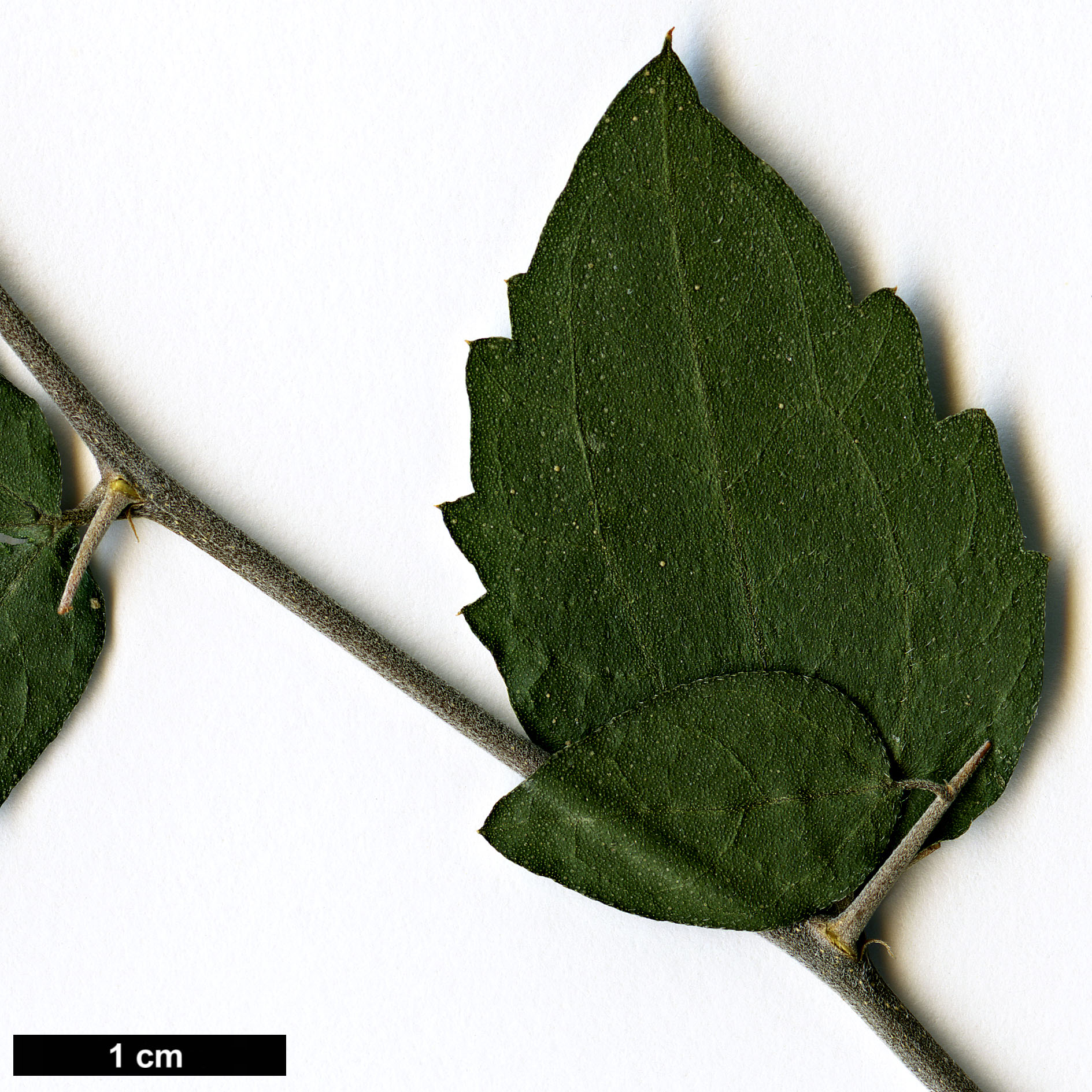 High resolution image: Family: Cannabaceae - Genus: Celtis - Taxon: pallida