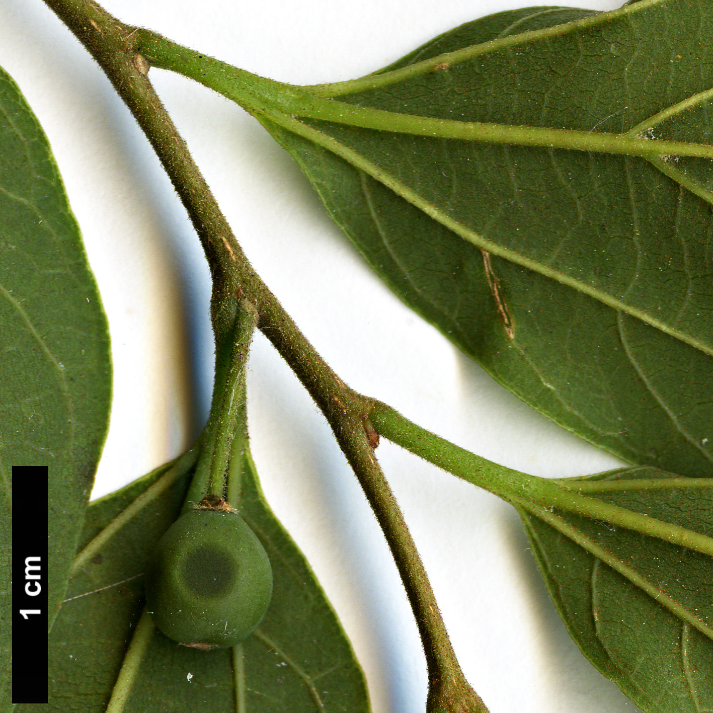 High resolution image: Family: Cannabaceae - Genus: Celtis - Taxon: sinensis