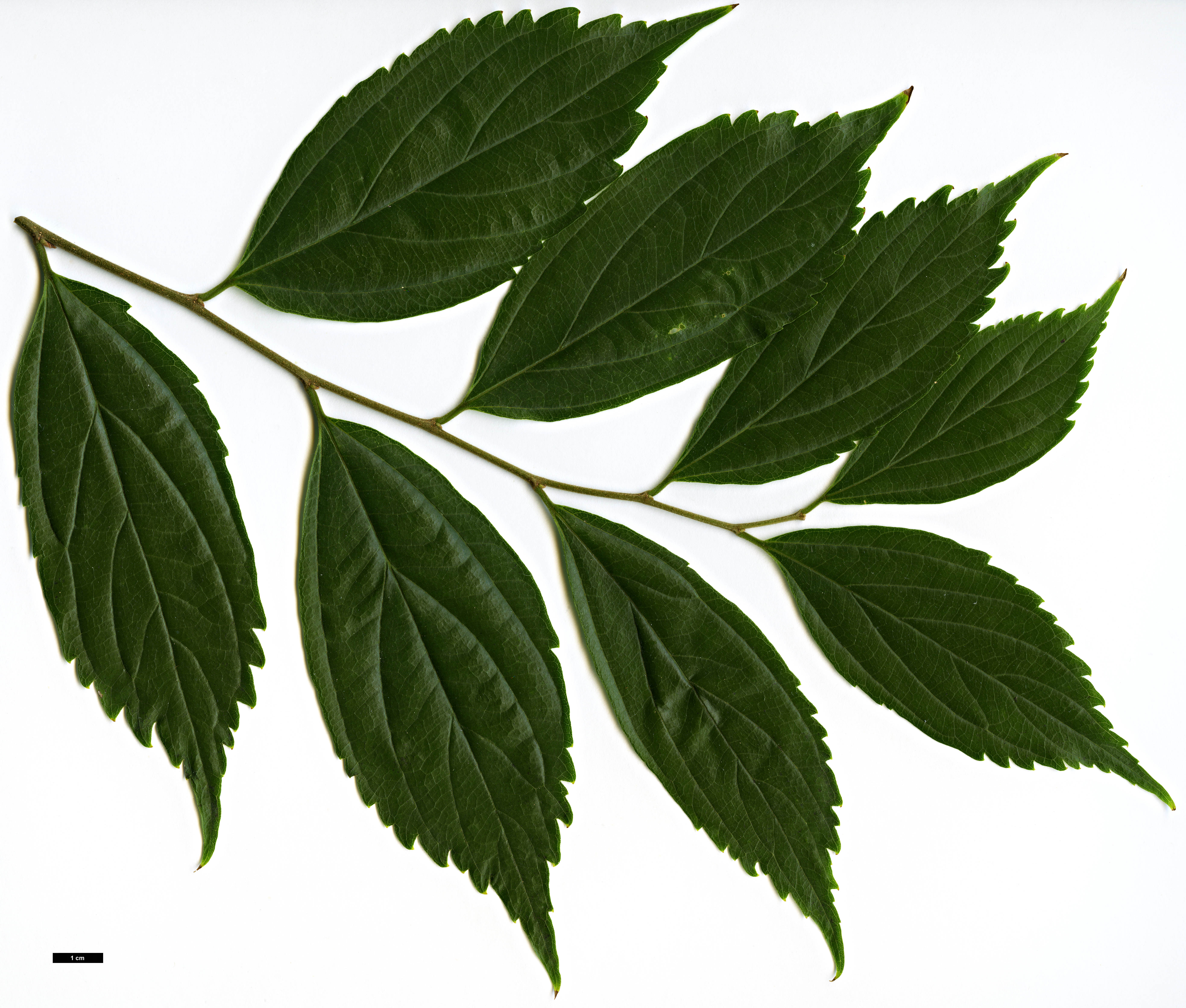 High resolution image: Family: Cannabaceae - Genus: Celtis - Taxon: sinensis