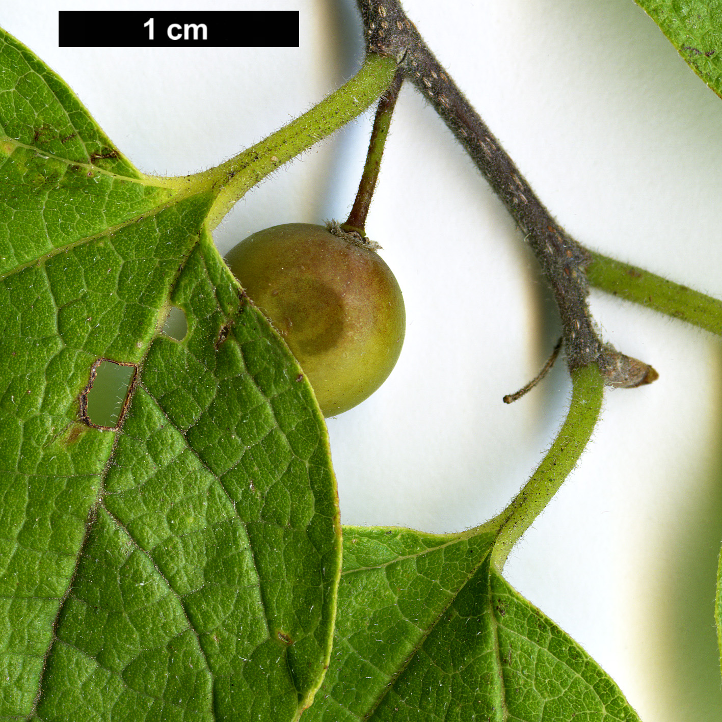 High resolution image: Family: Cannabaceae - Genus: Celtis - Taxon: tenuifolia