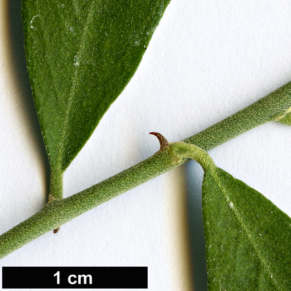 High resolution image: Family: Capparaceae - Genus: Capparis - Taxon: mitchellii