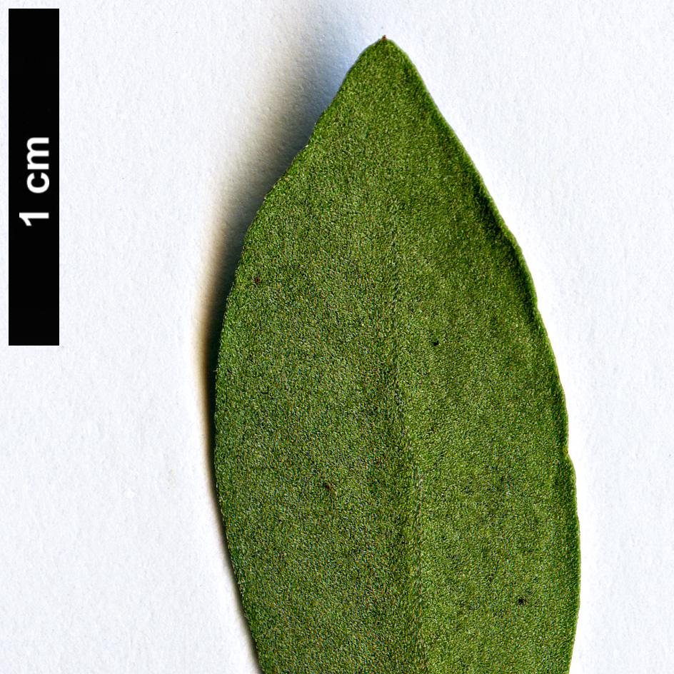 High resolution image: Family: Capparaceae - Genus: Capparis - Taxon: mitchellii