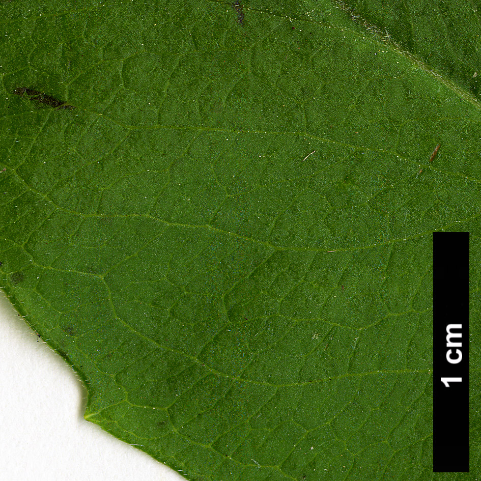High resolution image: Family: Caprifoliaceae - Genus: Abelia - Taxon: mosanensis