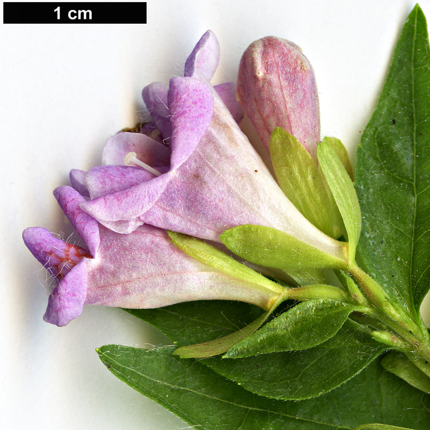 High resolution image: Family: Caprifoliaceae - Genus: Abelia - Taxon: parvifolia