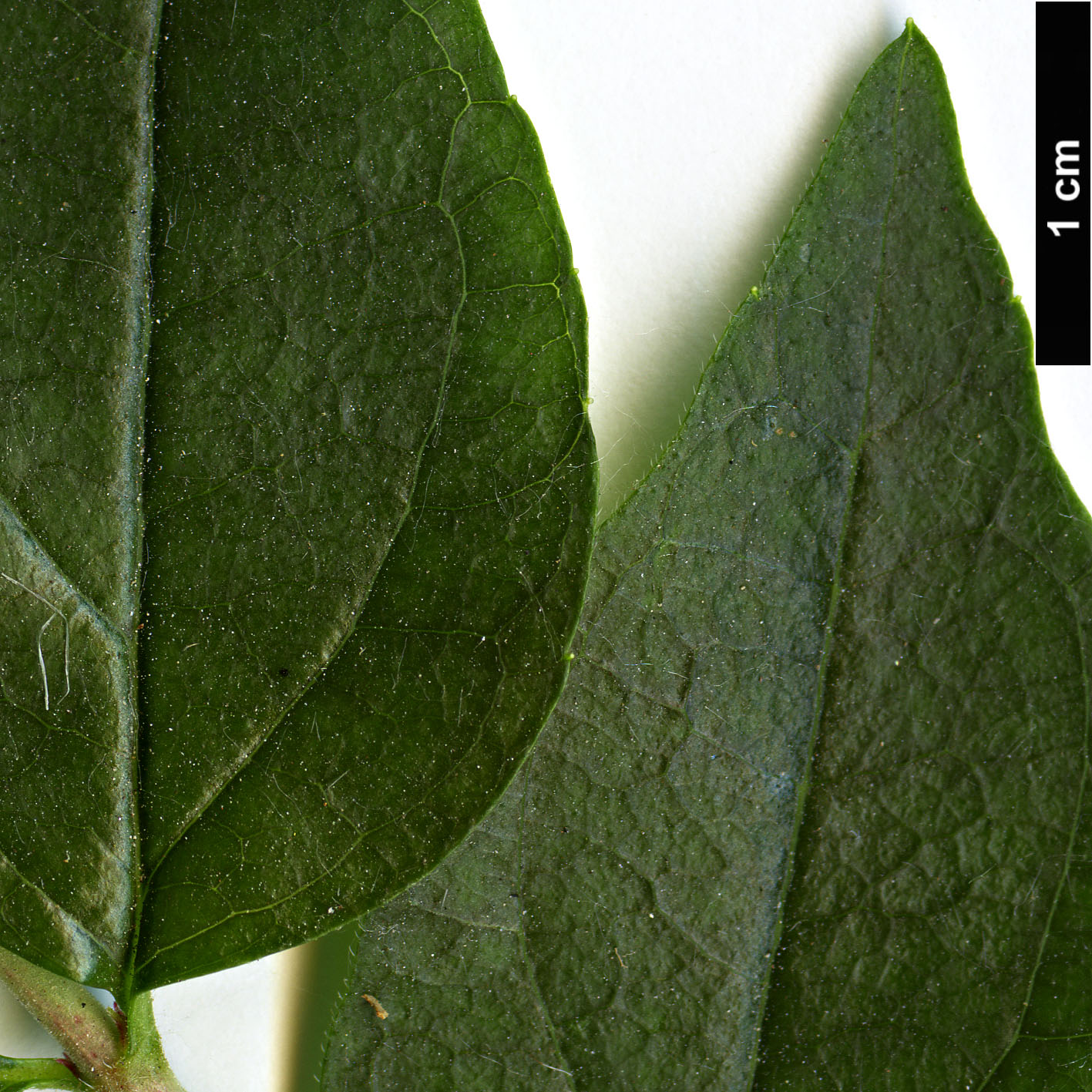 High resolution image: Family: Caprifoliaceae - Genus: Abelia - Taxon: parvifolia