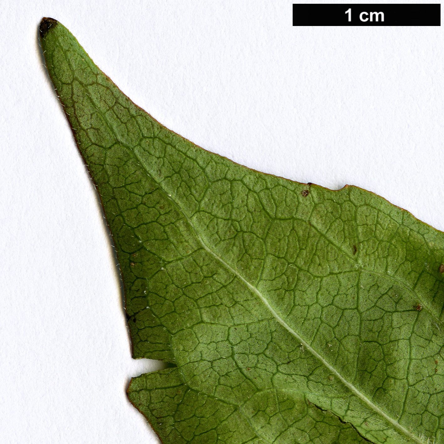 High resolution image: Family: Caprifoliaceae - Genus: Diabelia - Taxon: serrata