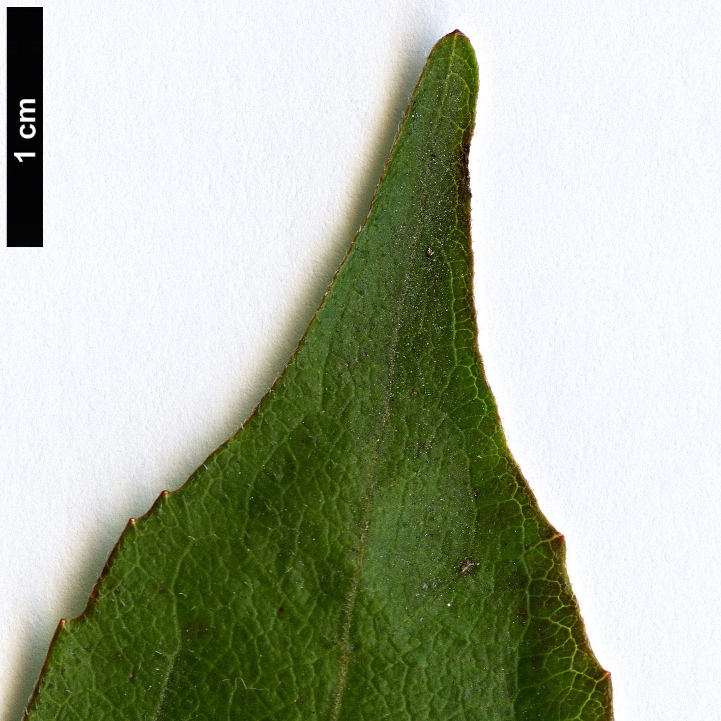 High resolution image: Family: Caprifoliaceae - Genus: Diabelia - Taxon: serrata