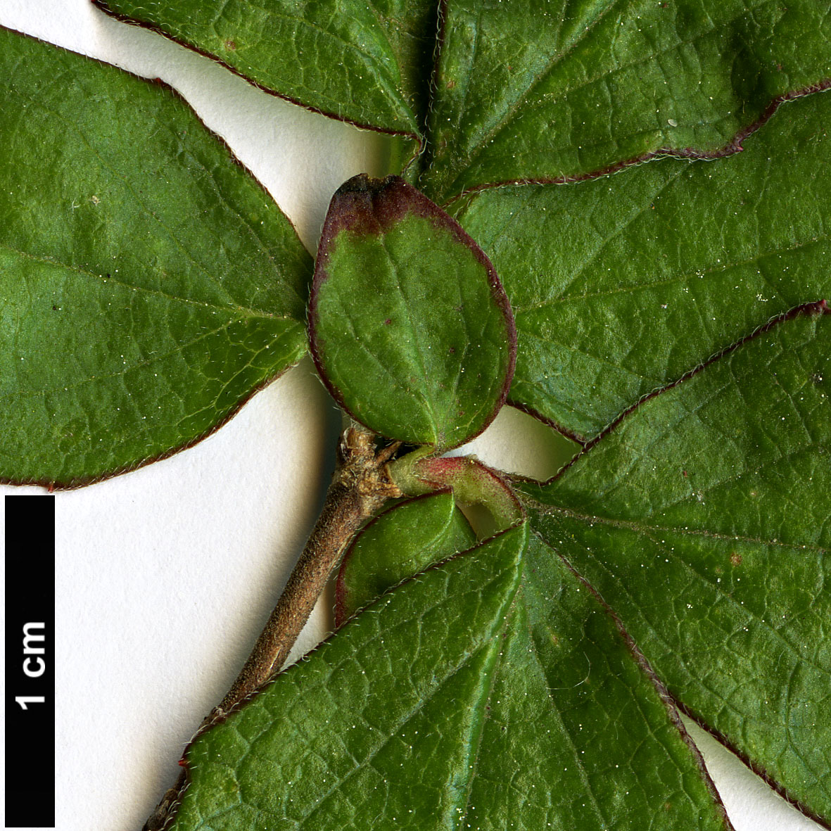High resolution image: Family: Caprifoliaceae - Genus: Diabelia - Taxon: spathulata