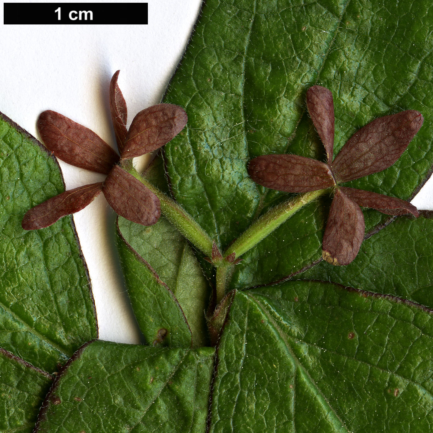High resolution image: Family: Caprifoliaceae - Genus: Diabelia - Taxon: spathulata